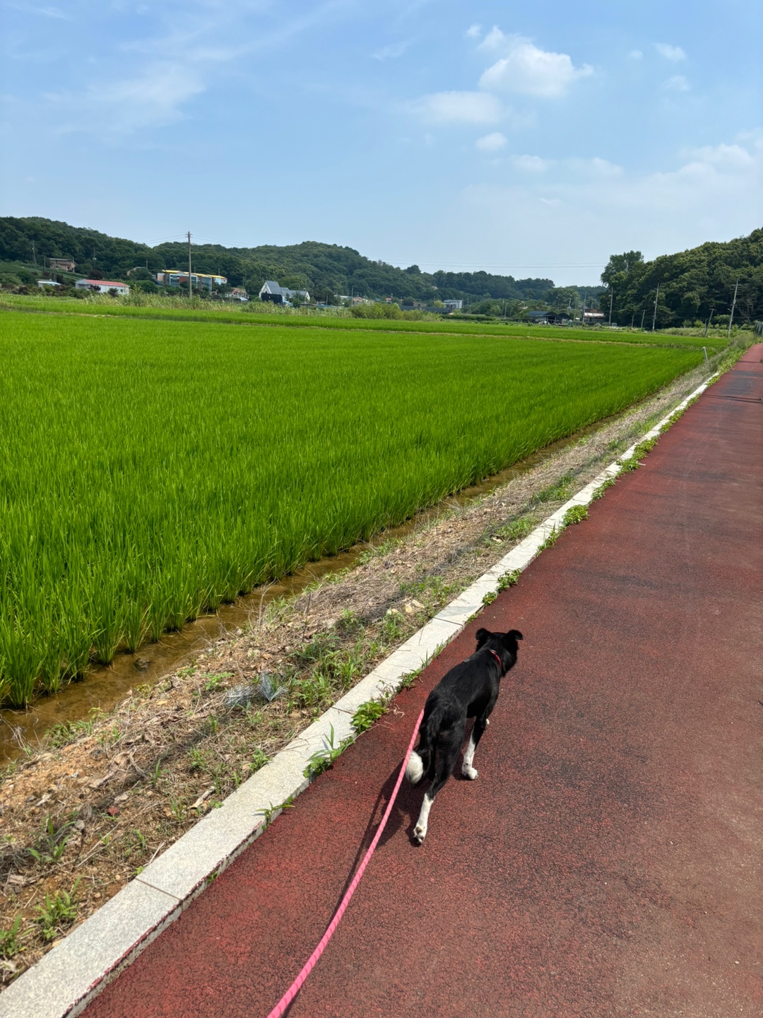 까콩이 임보 한달후기(현:셀리)