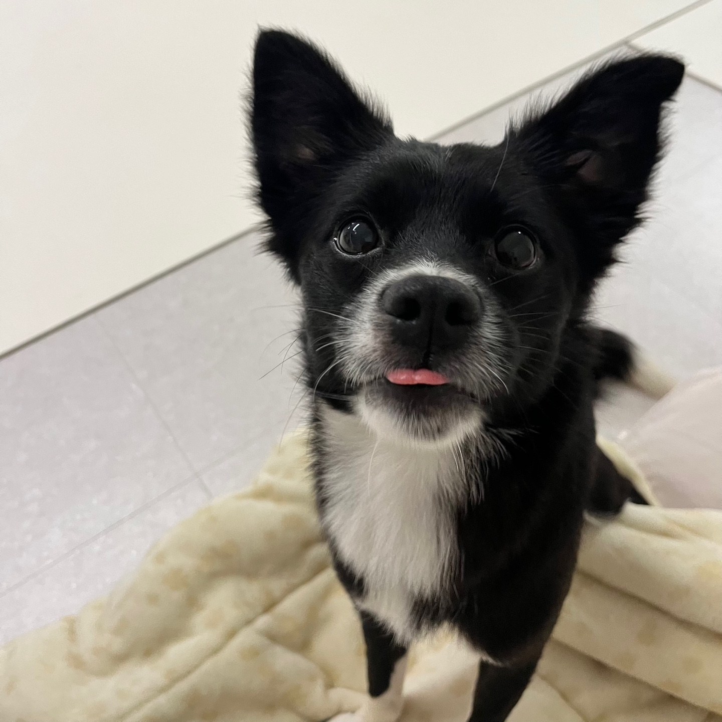 까콩이 임보 한달후기(현:셀리)