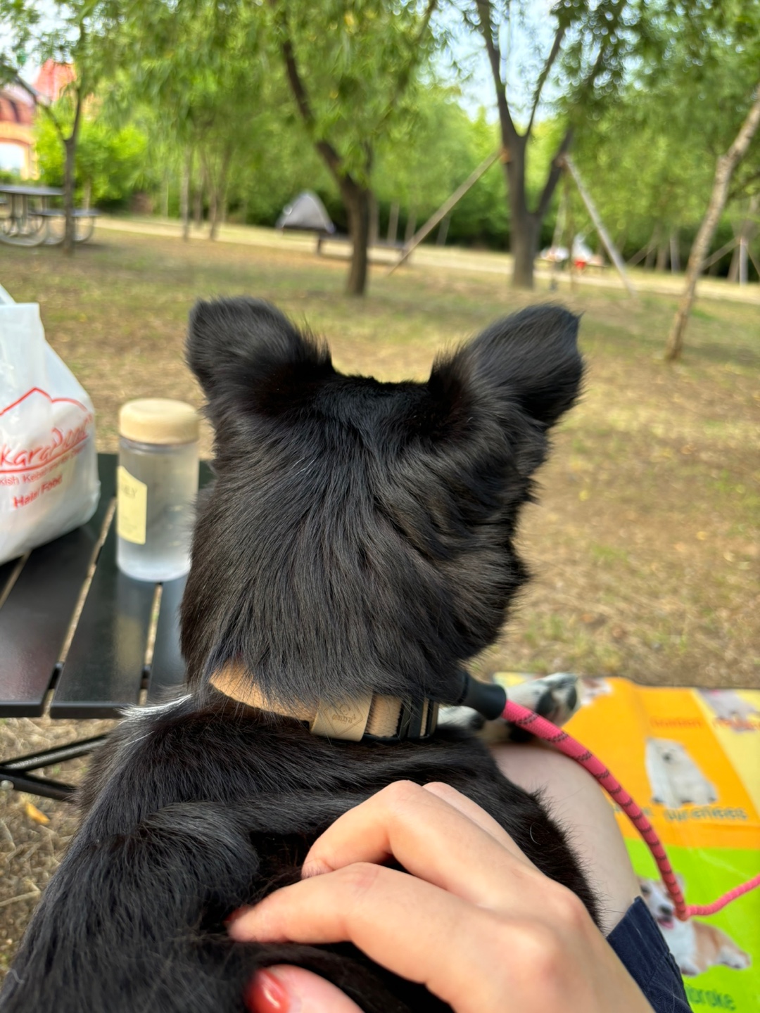 까콩이 임보 한달후기(현:셀리)
