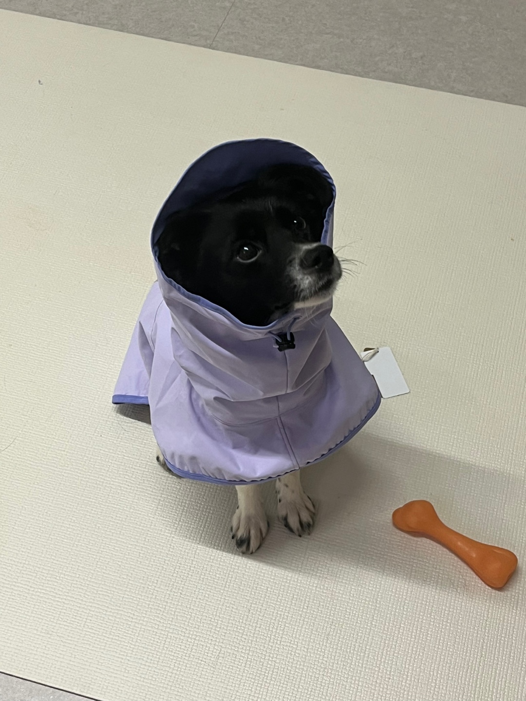 까콩이 임보 한달후기(현:셀리)