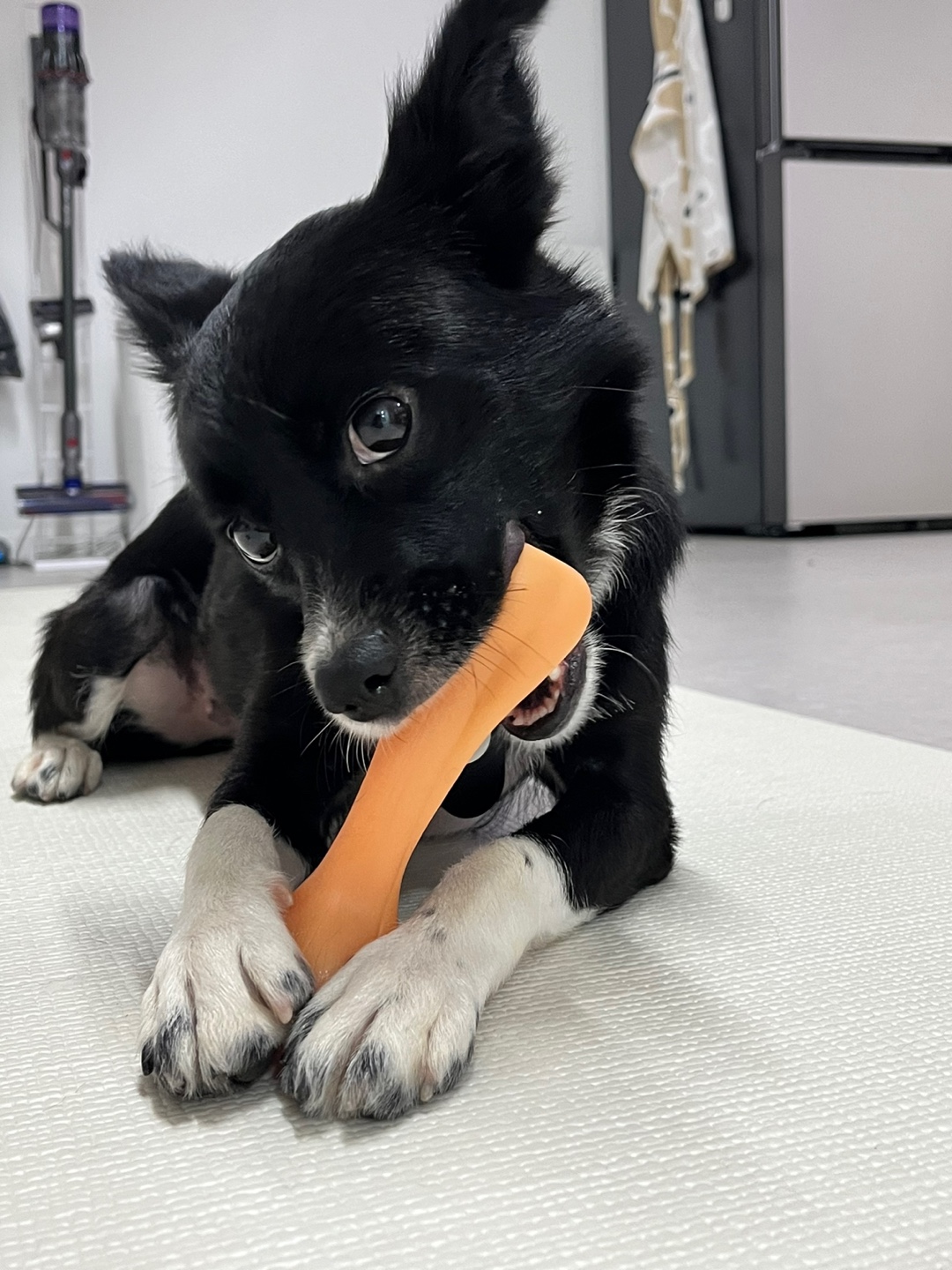 까콩이 임보 한달후기(현:셀리)