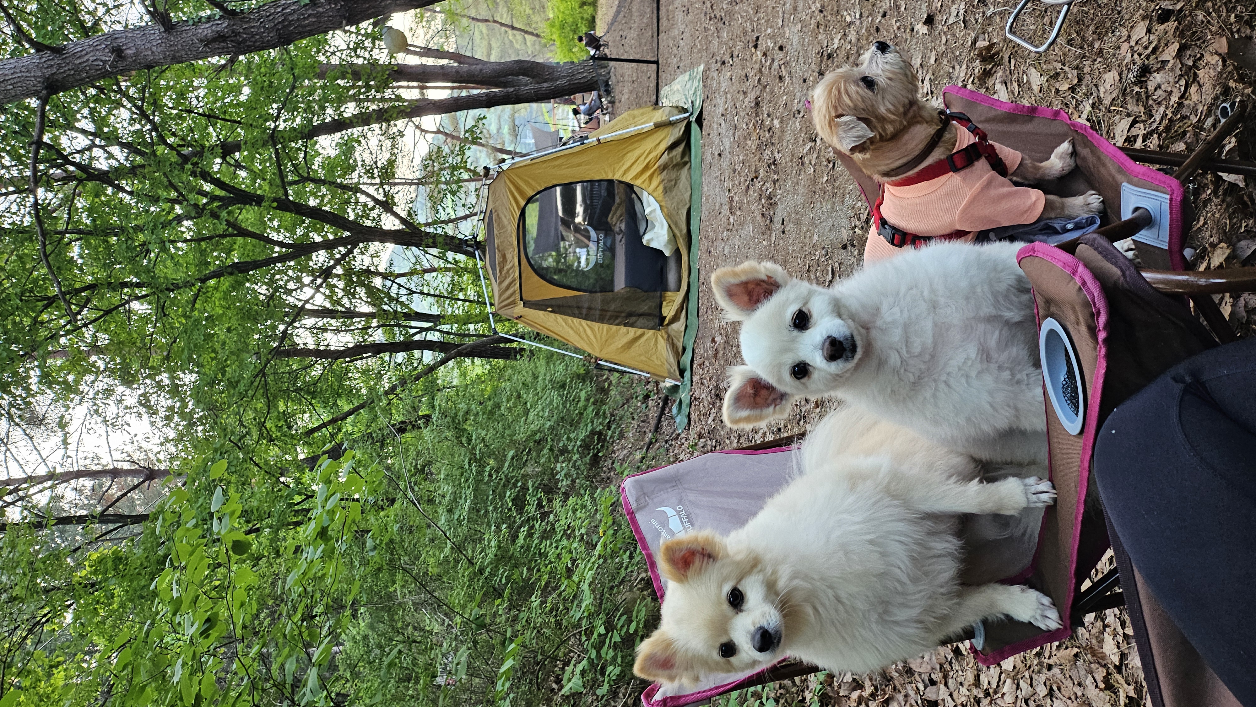 땅콩(곤지암 몽쉘)이는 잘 지냅니다
