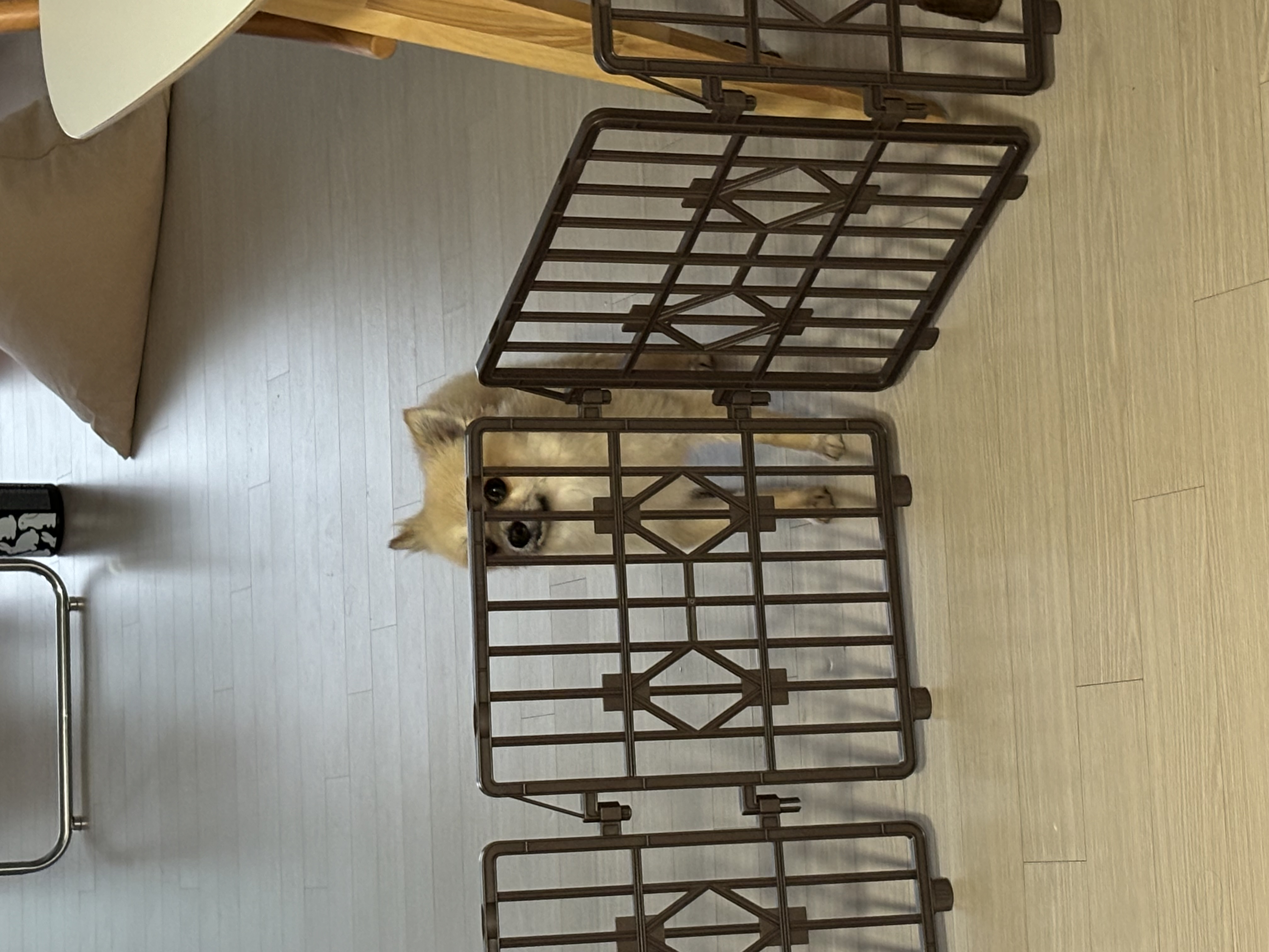 리안이 임보 한 달 후기