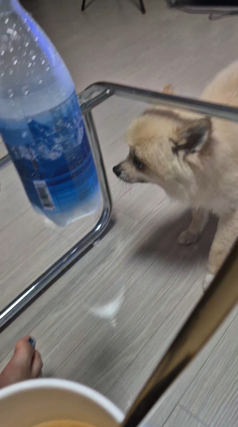 리안이 임보 한 달 후기