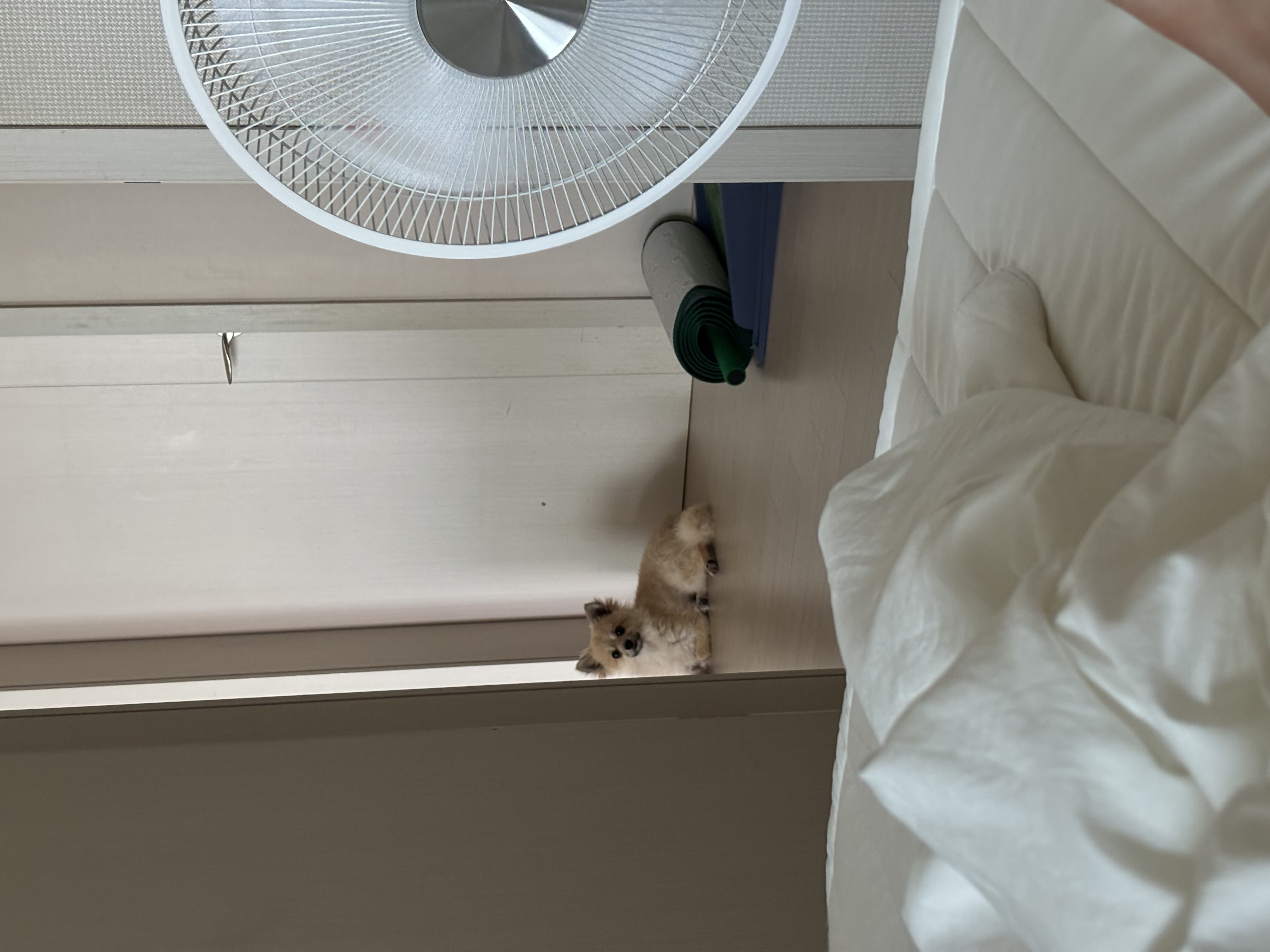 리안이 임보 한 달 후기