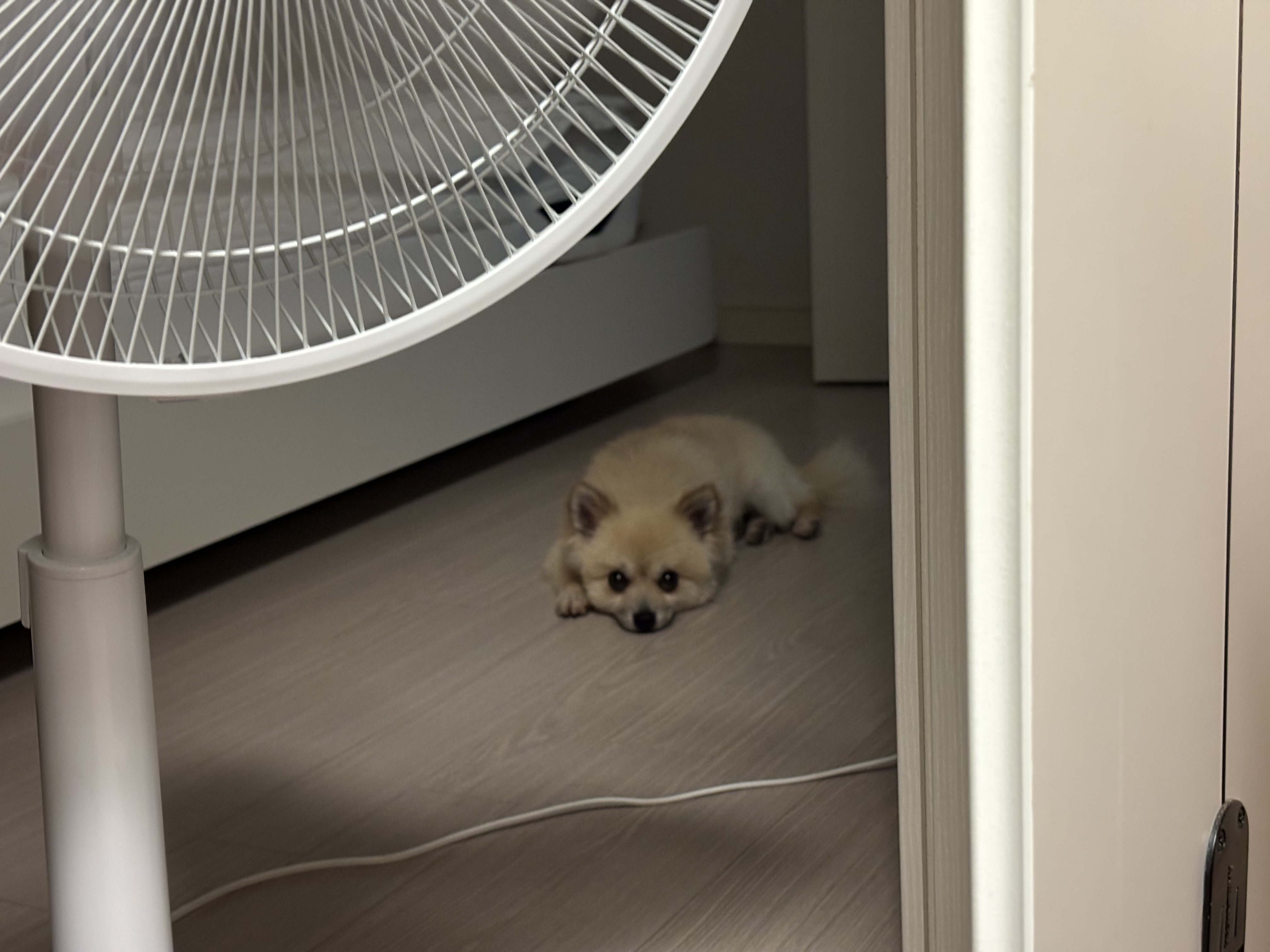 리안이 임보 한 달 후기