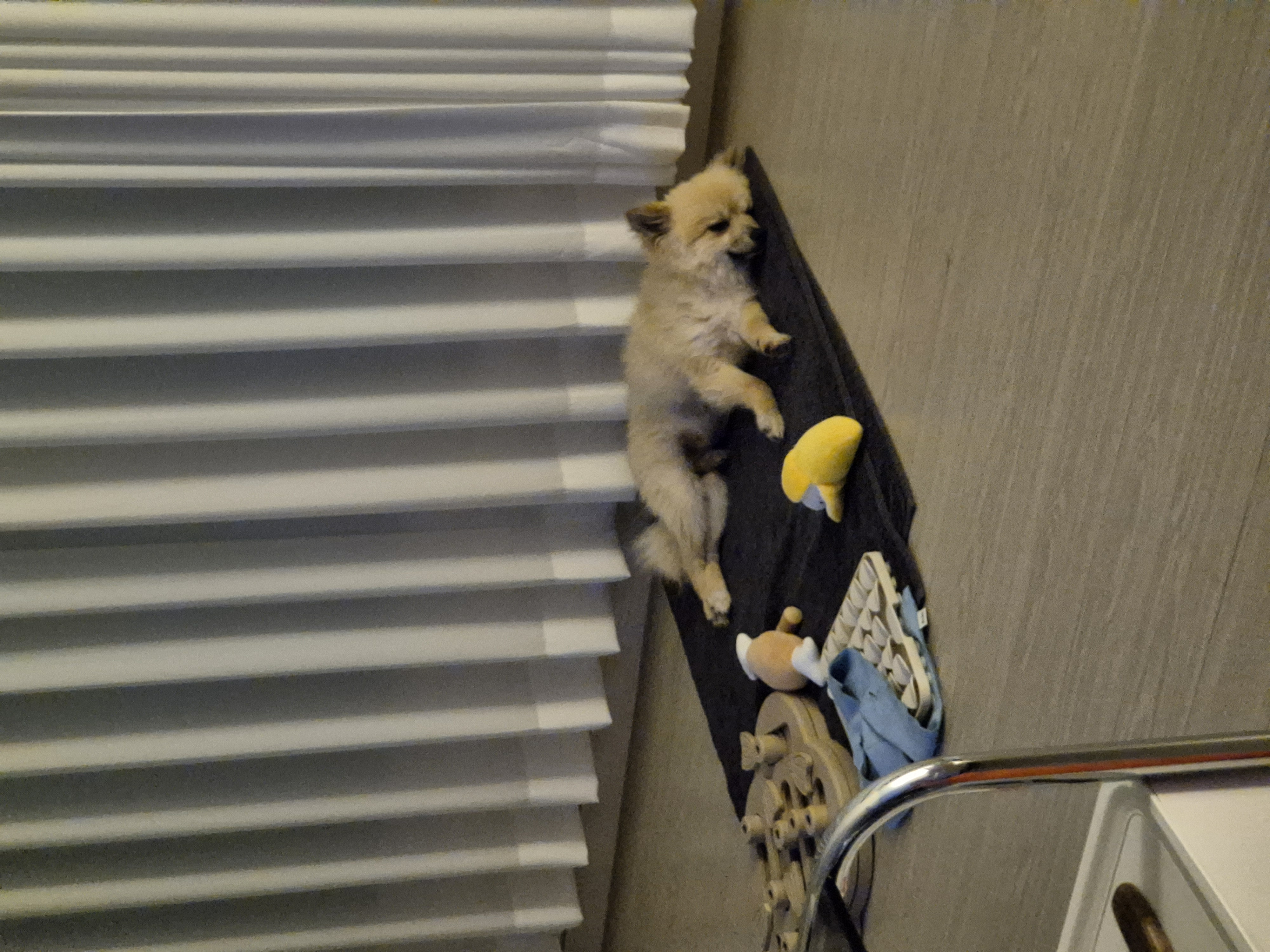 리안이 임보 한 달 후기