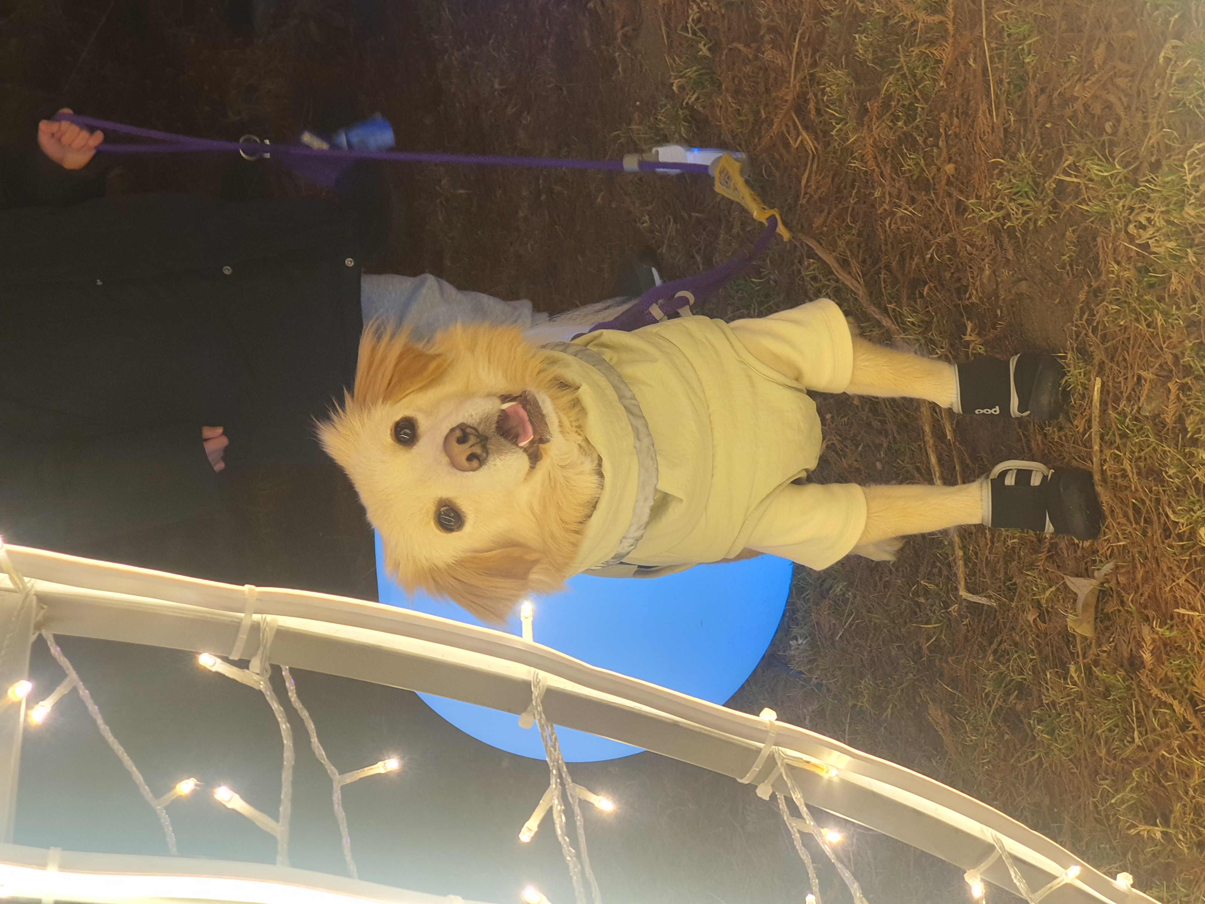 자몽이(구 육콩이)와 1년