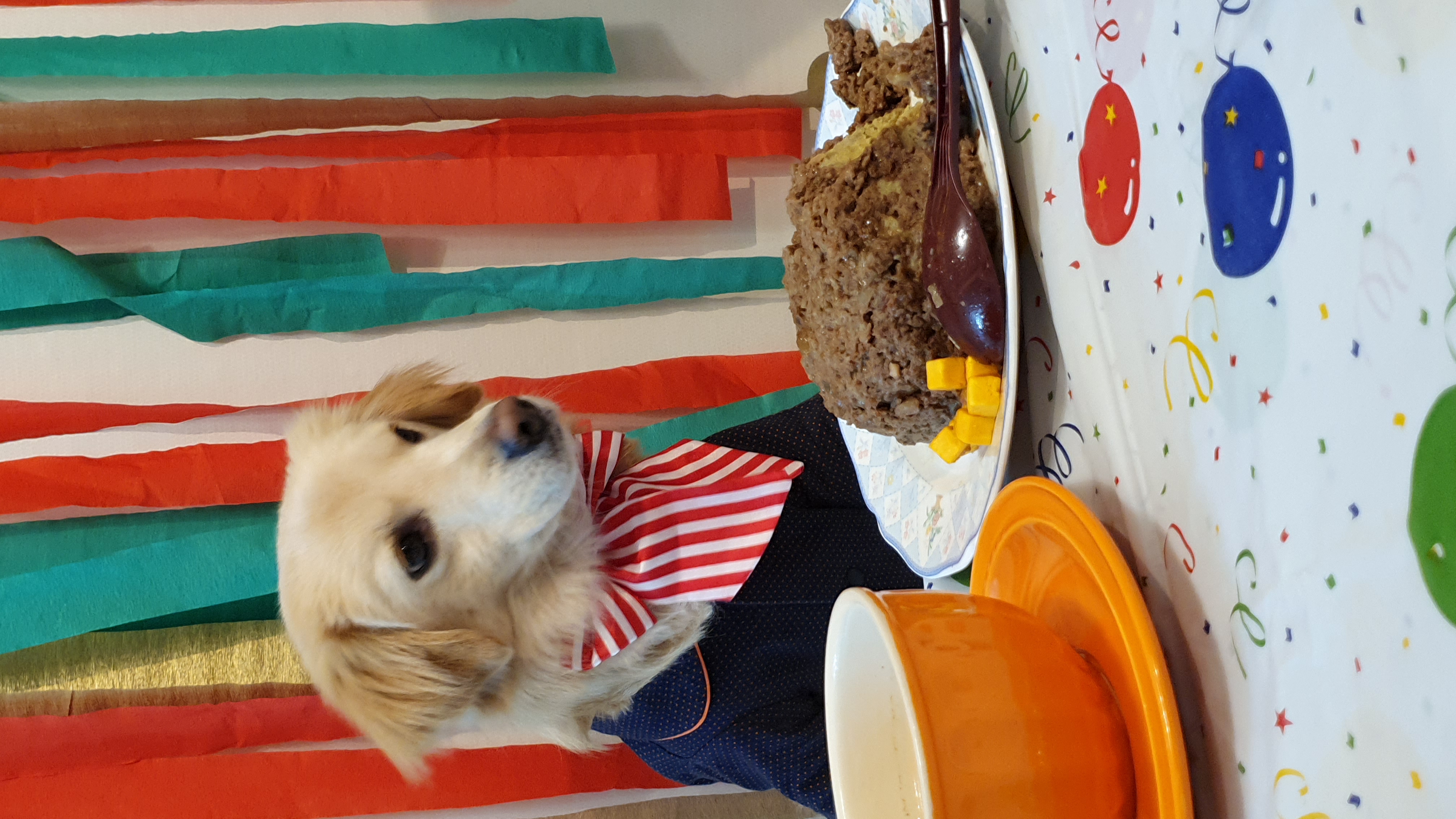 자몽이(구 육콩이)와 1년