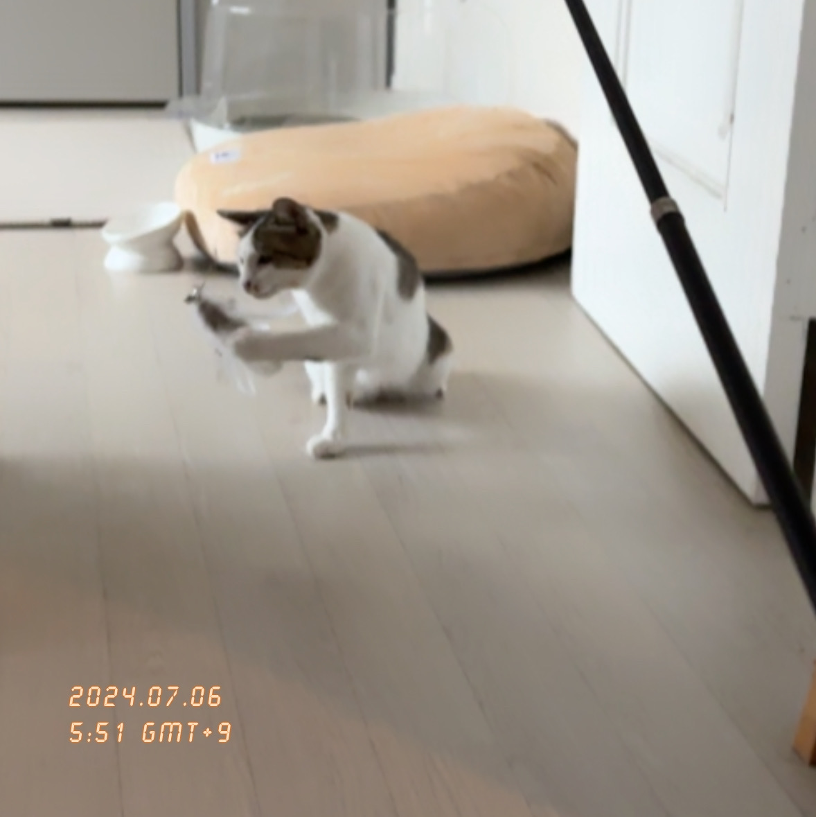 육튼이 입양 열흘 후 이야기