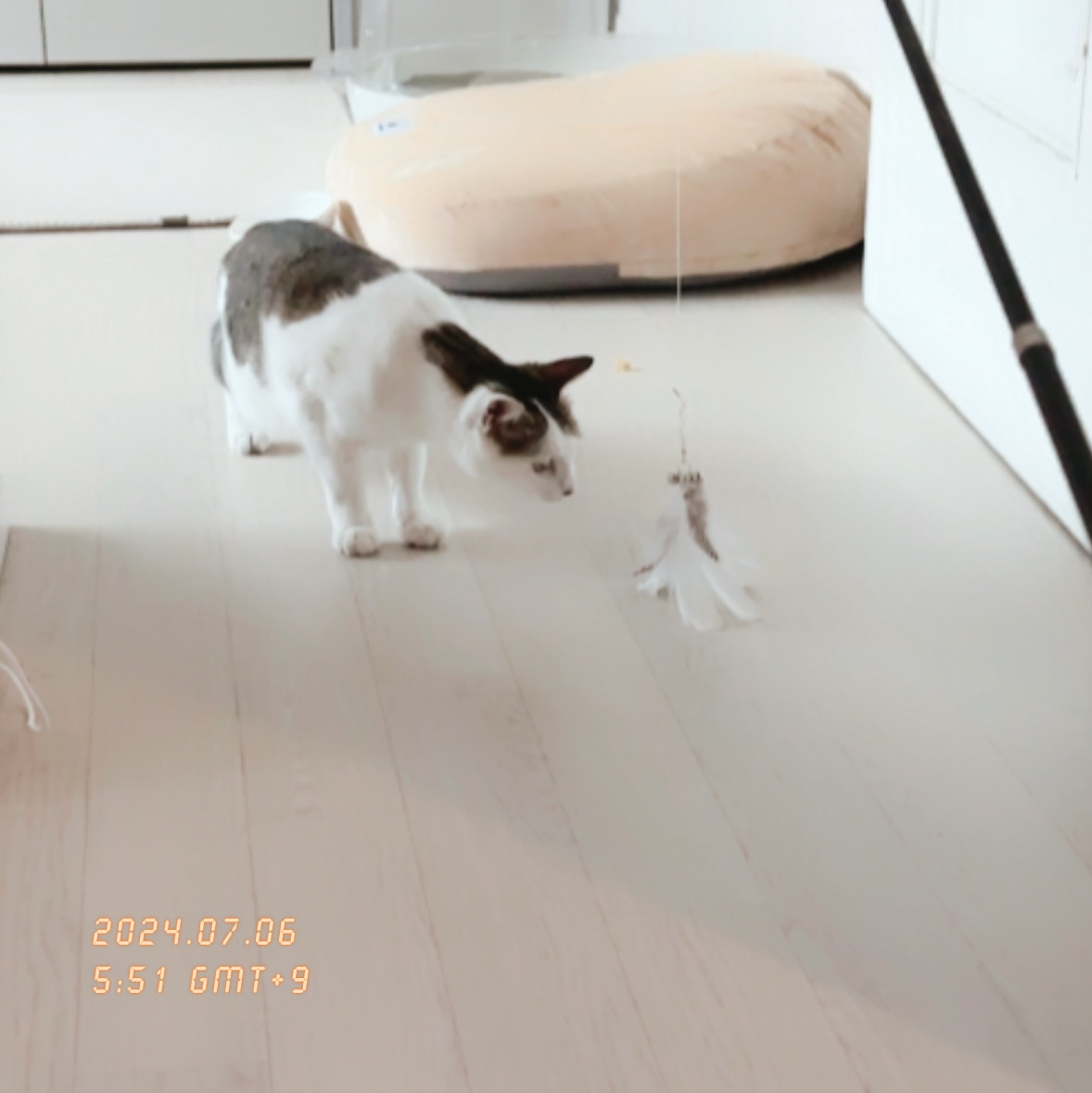 육튼이 입양 열흘 후 이야기