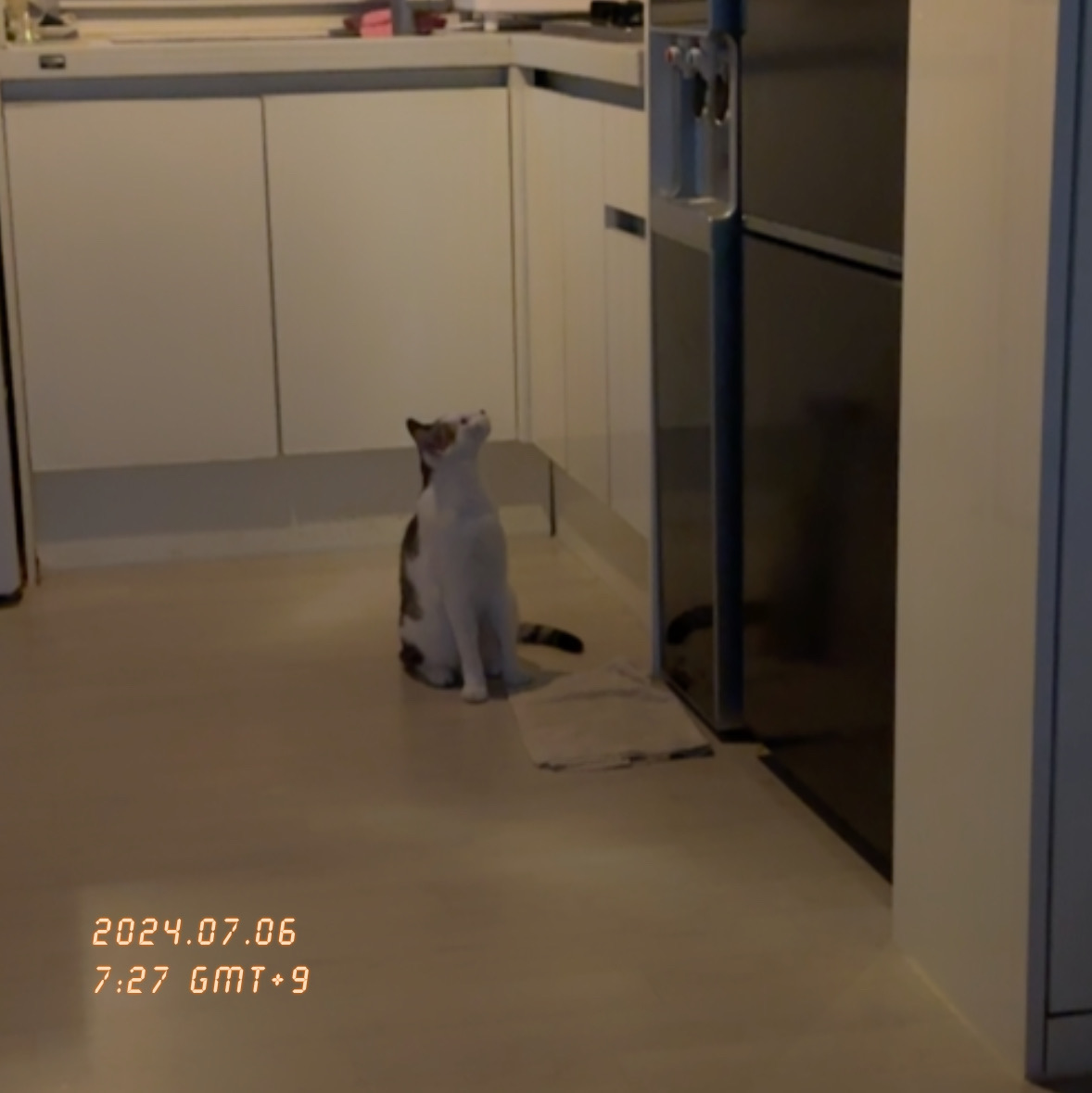 육튼이 입양 열흘 후 이야기