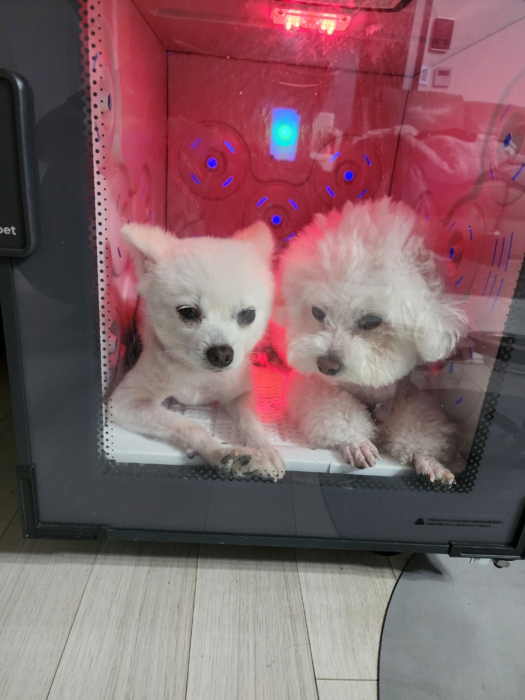 뽀미(구 뽀얀) 벌써 3개월 됬네요