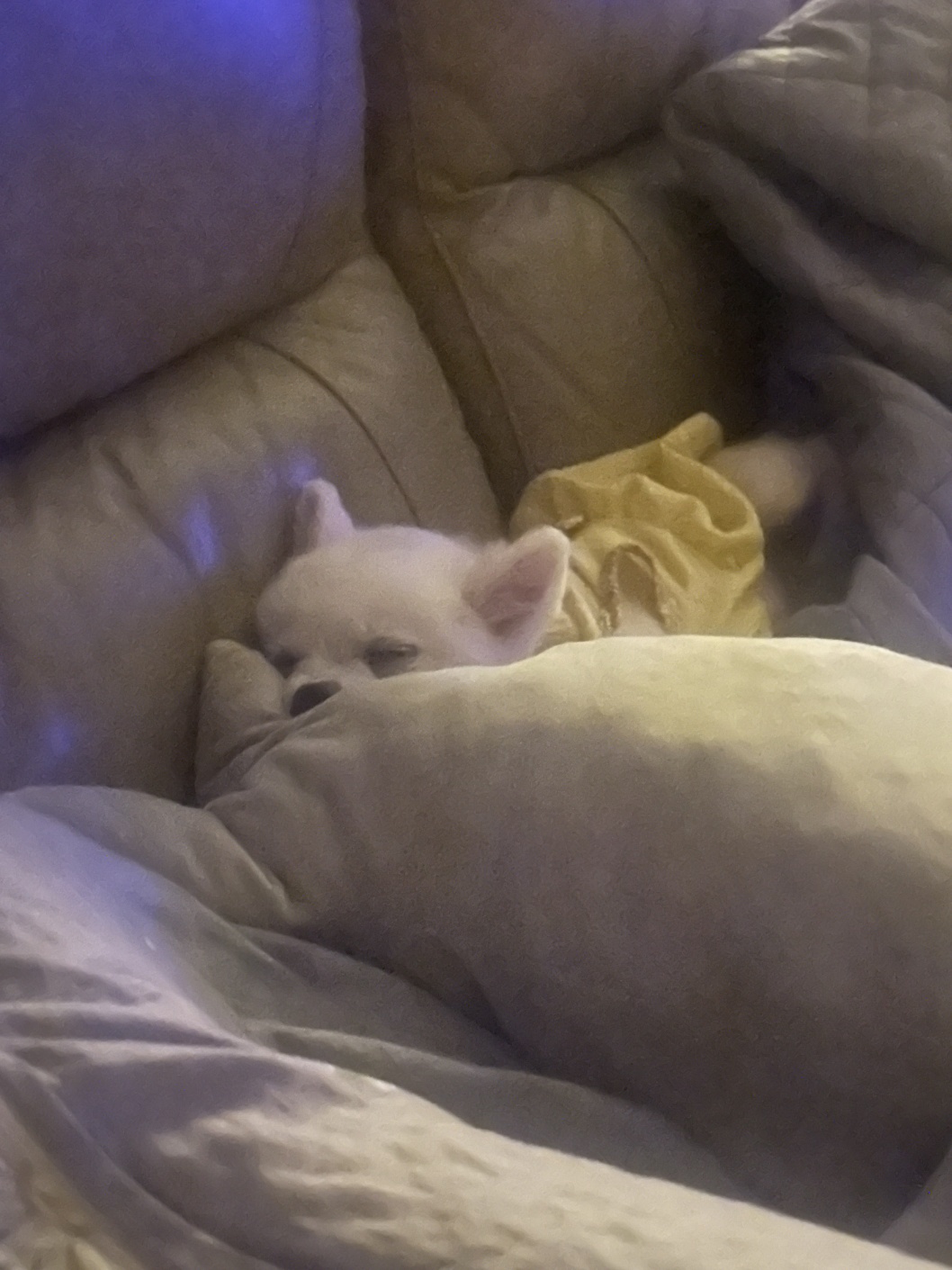 뽀미(구 뽀얀) 벌써 3개월 됬네요