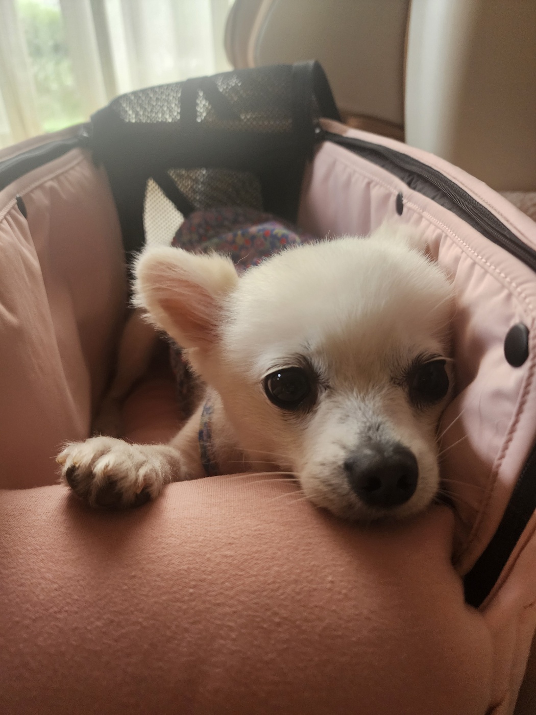 뽀미(구 뽀얀) 벌써 3개월 됬네요