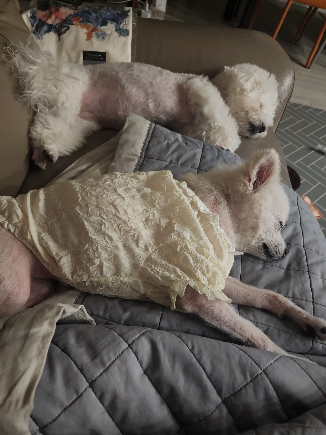 뽀미(구 뽀얀) 벌써 3개월 됬네요