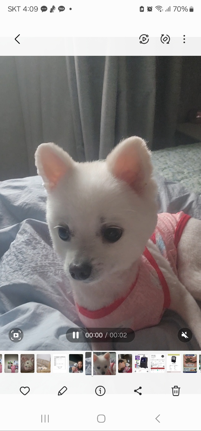 뽀미(구 뽀얀) 벌써 3개월 됬네요