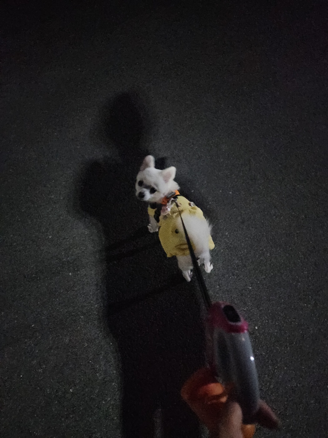 뽀미(구 뽀얀) 벌써 3개월 됬네요