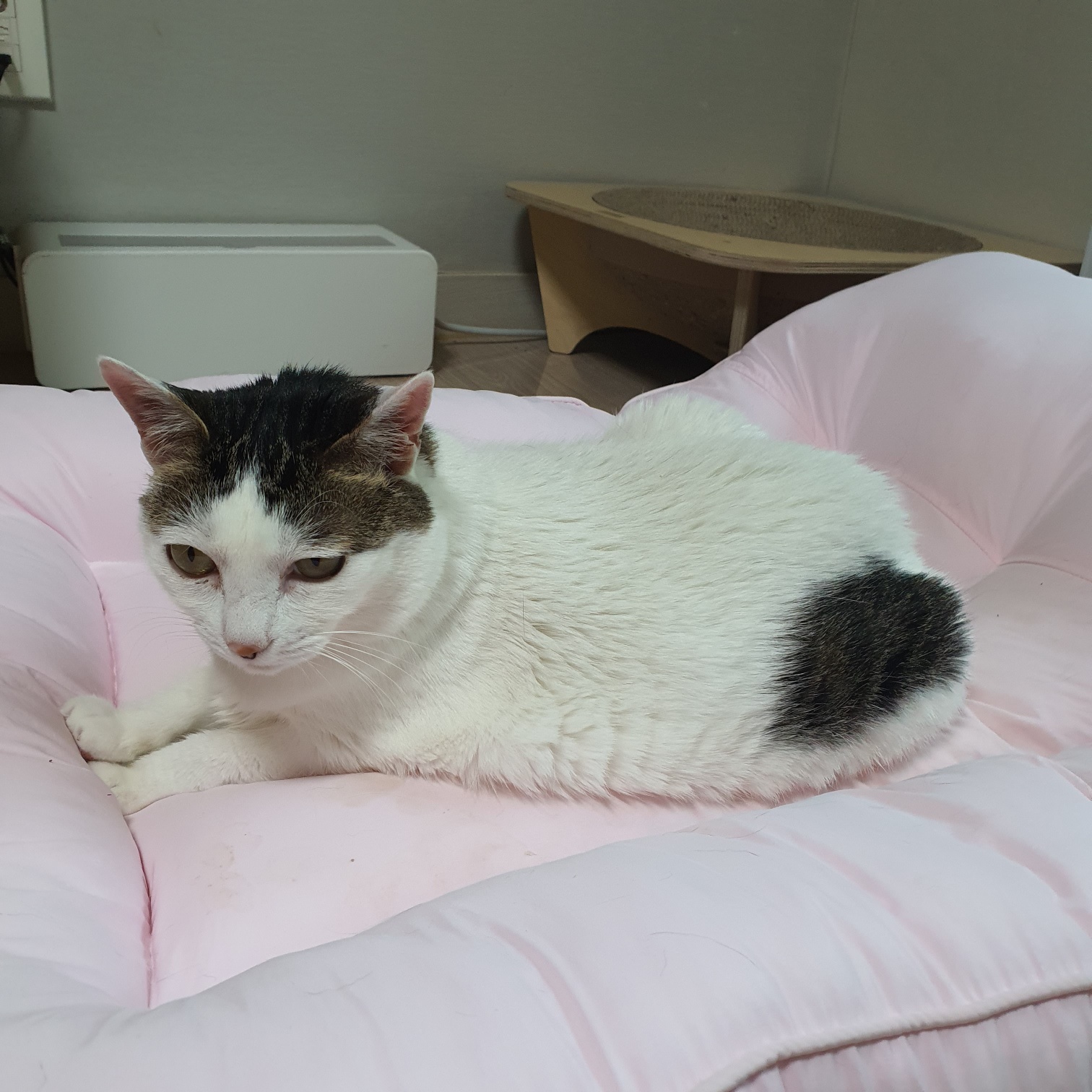 꿀이(로이) 7살 생일