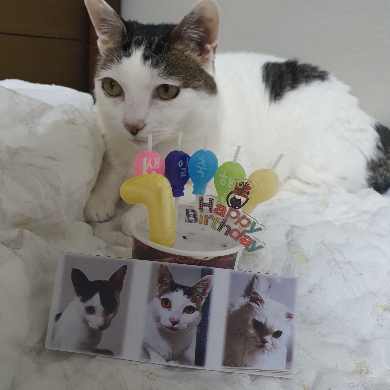 꿀이(로이) 7살 생일