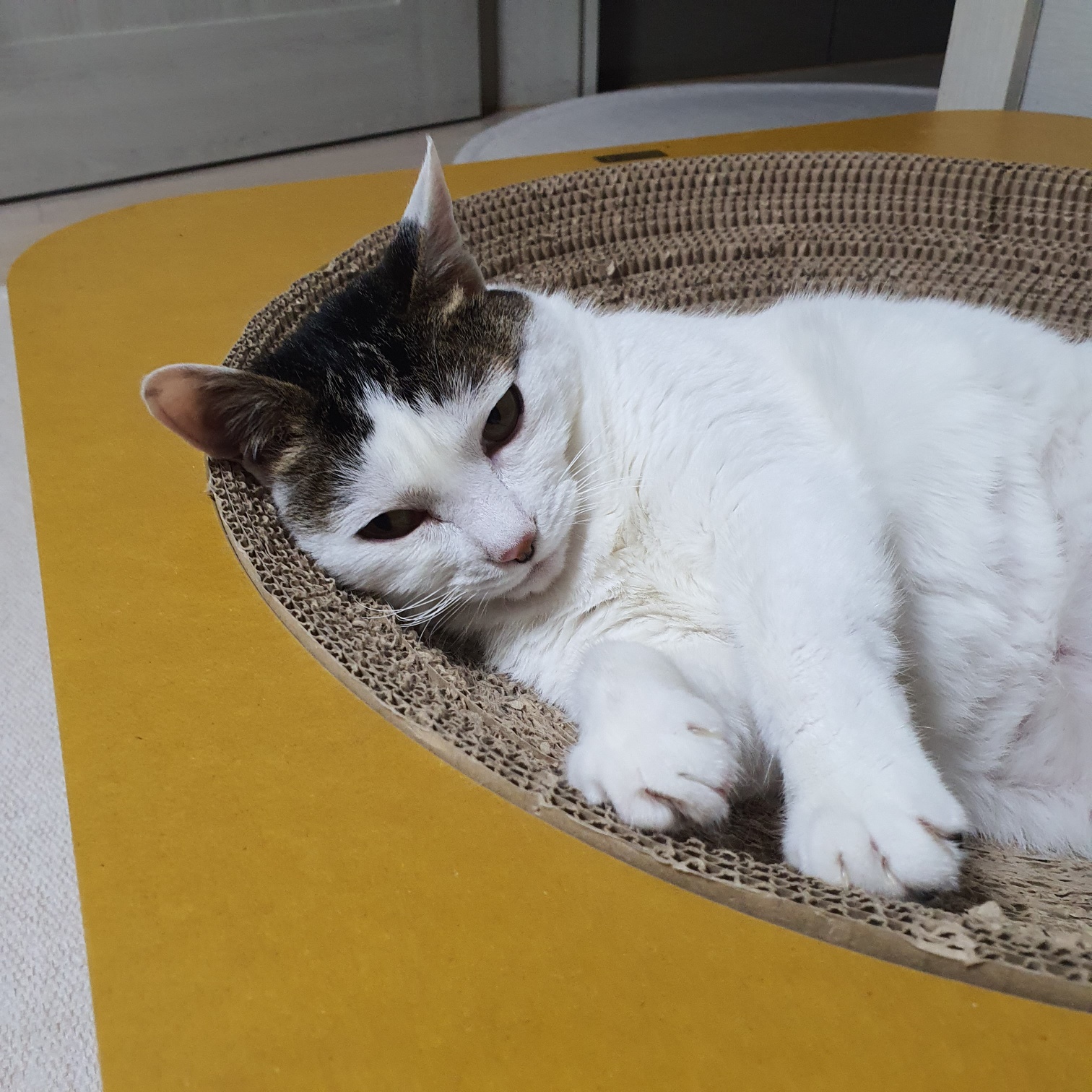 꿀이(로이) 7살 생일