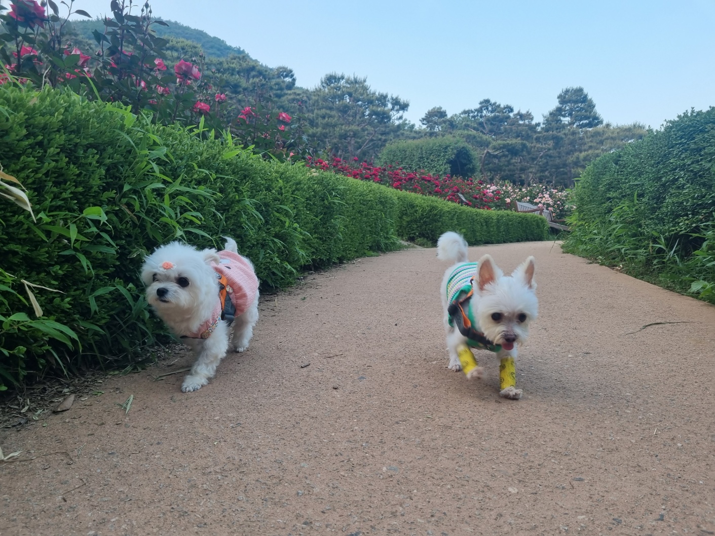 [임보] 마리와 맞는 여름~