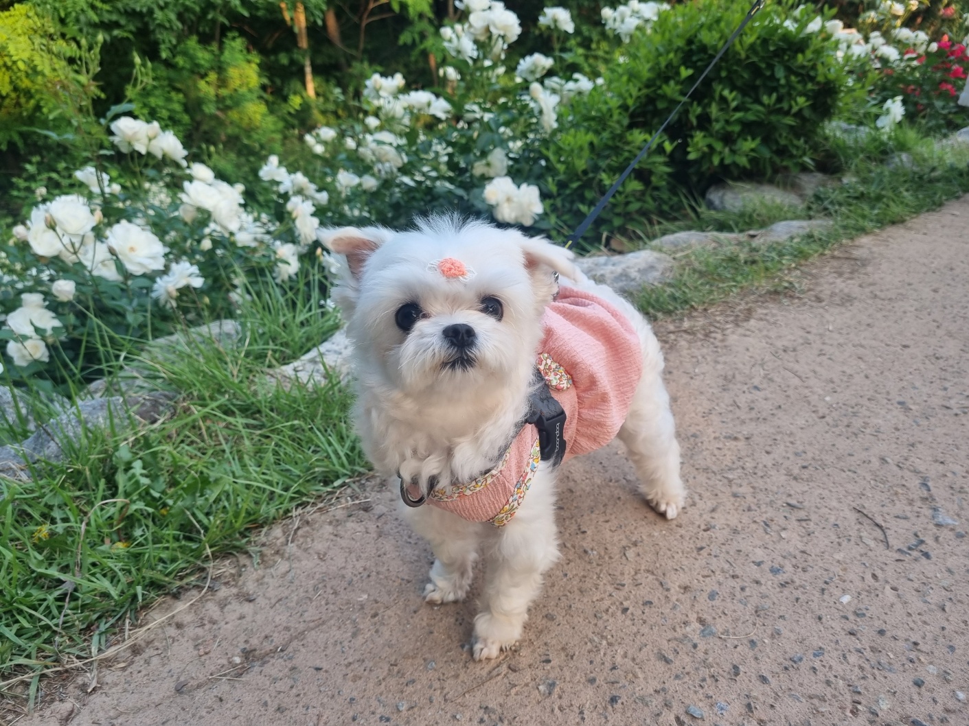 [임보] 마리와 맞는 여름~