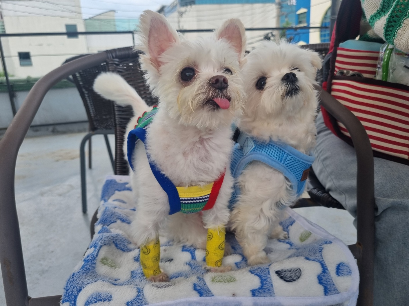 [임보] 마리와 맞는 여름~