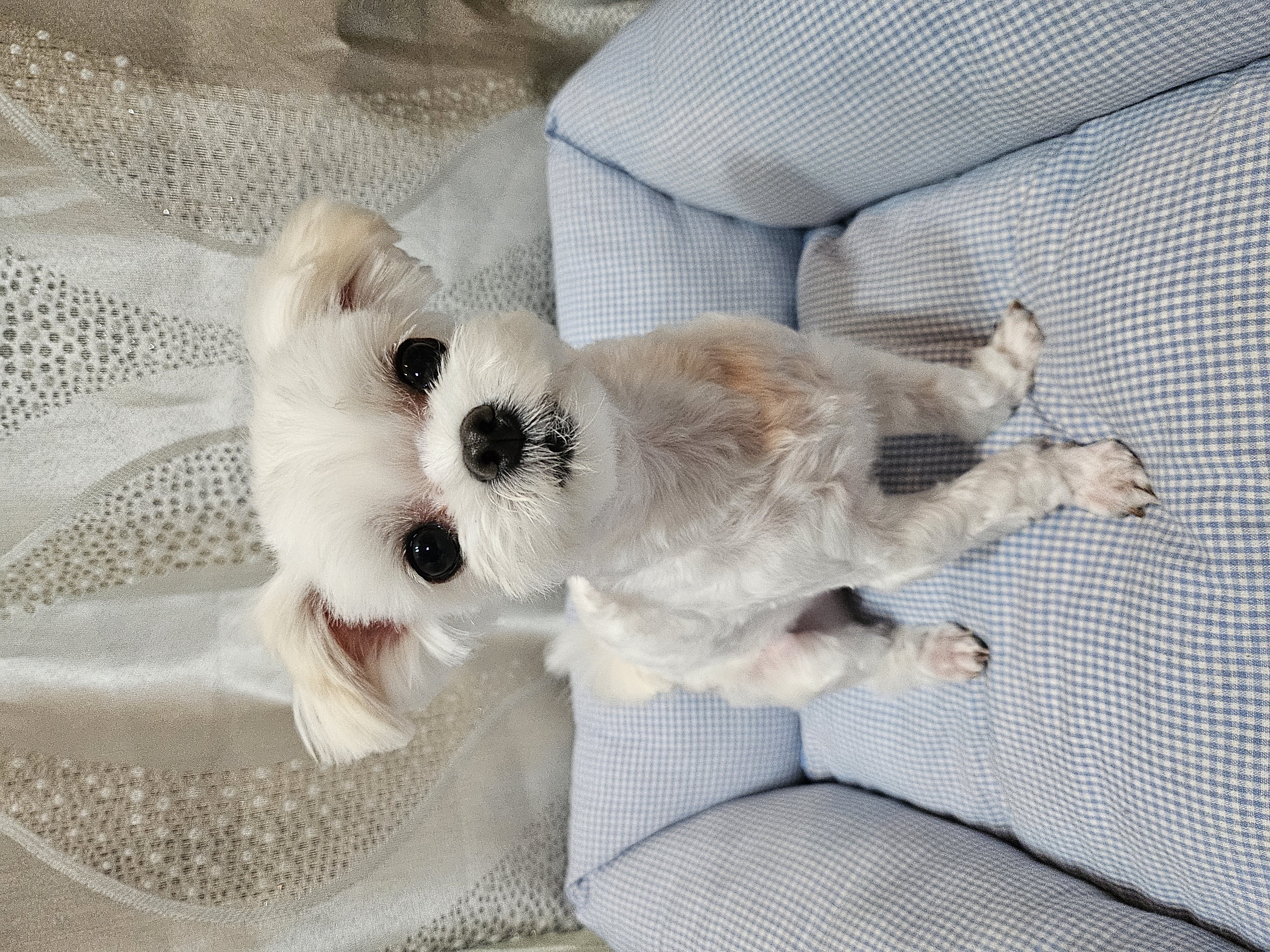 [임보] 마리와 맞는 여름~