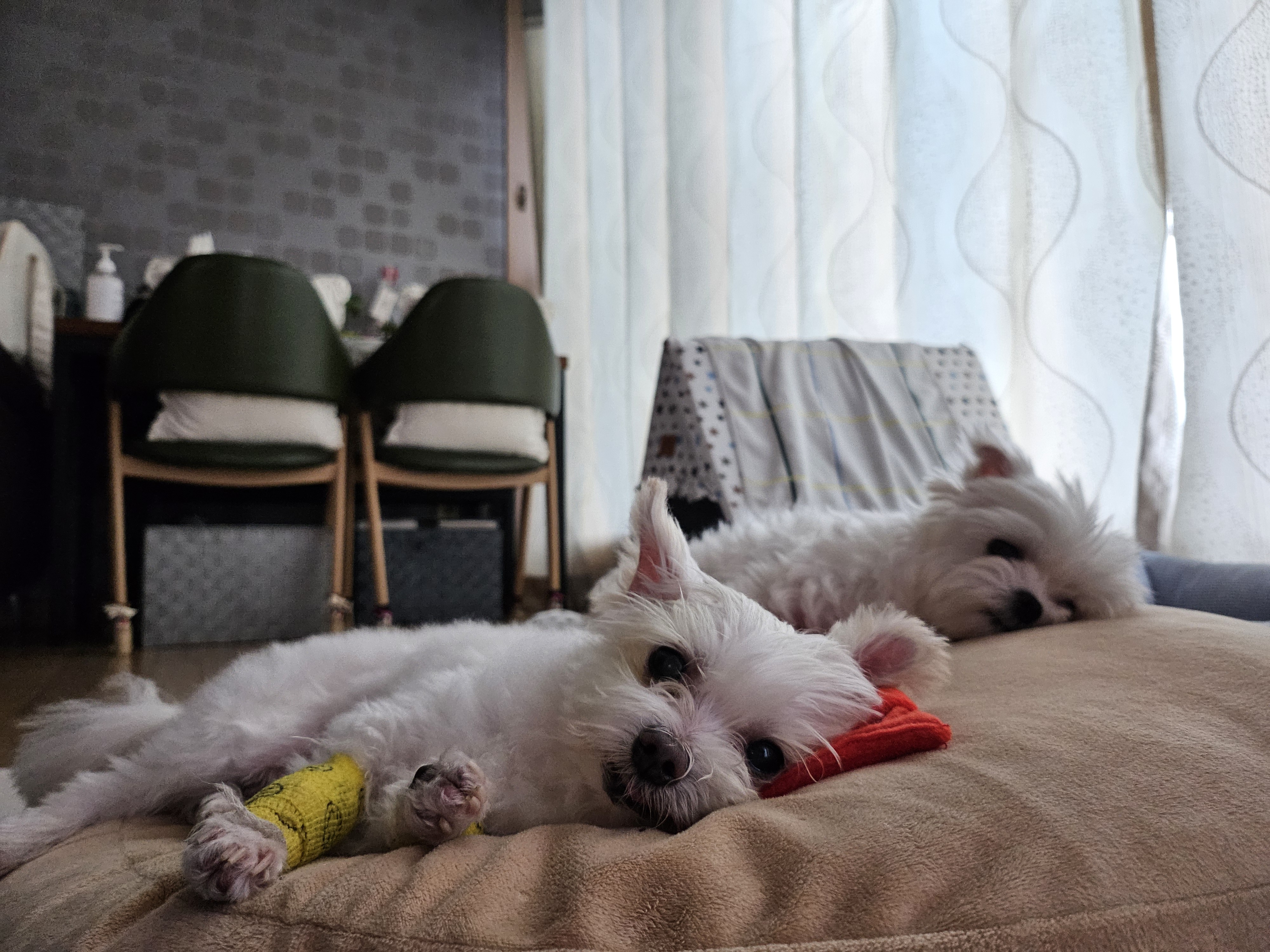 [임보] 마리와 맞는 여름~