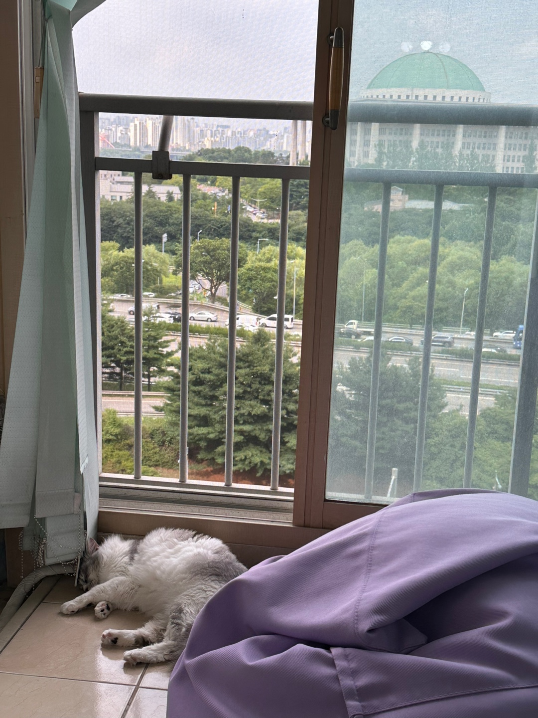 안녕하세요 율무(수미) 입양 3개월 후기입니다 