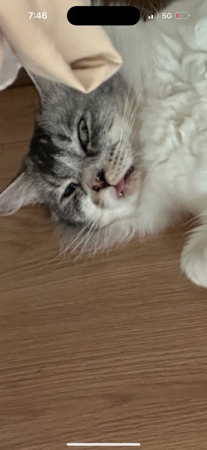 안녕하세요 율무(수미) 입양 3개월 후기입니다 