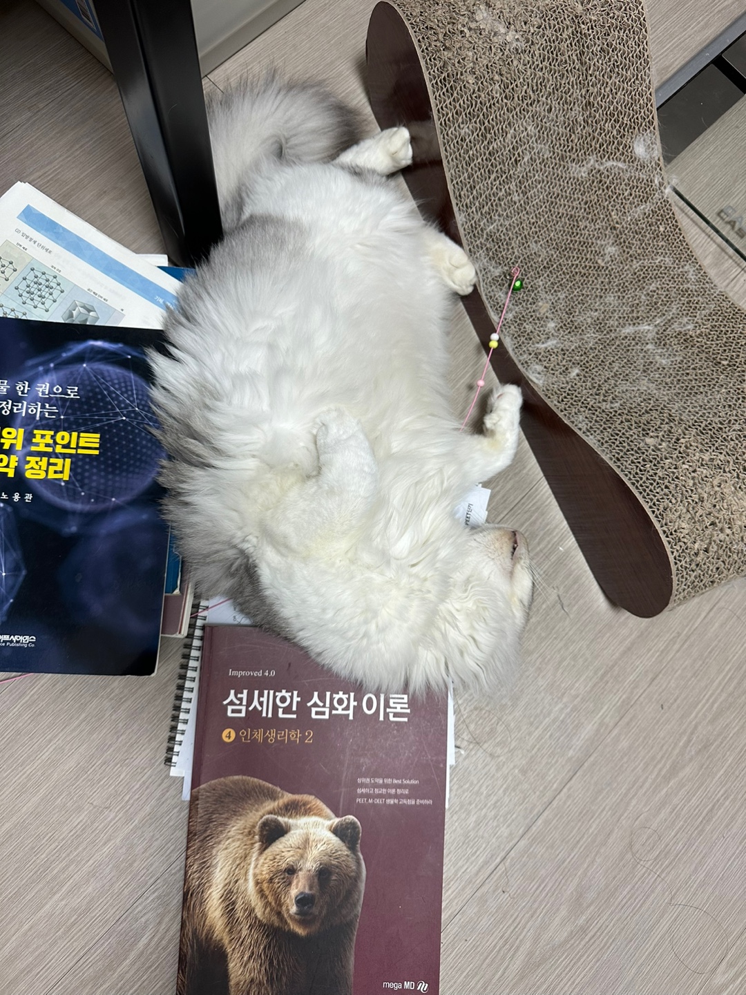 안녕하세요 율무(수미) 입양 3개월 후기입니다 