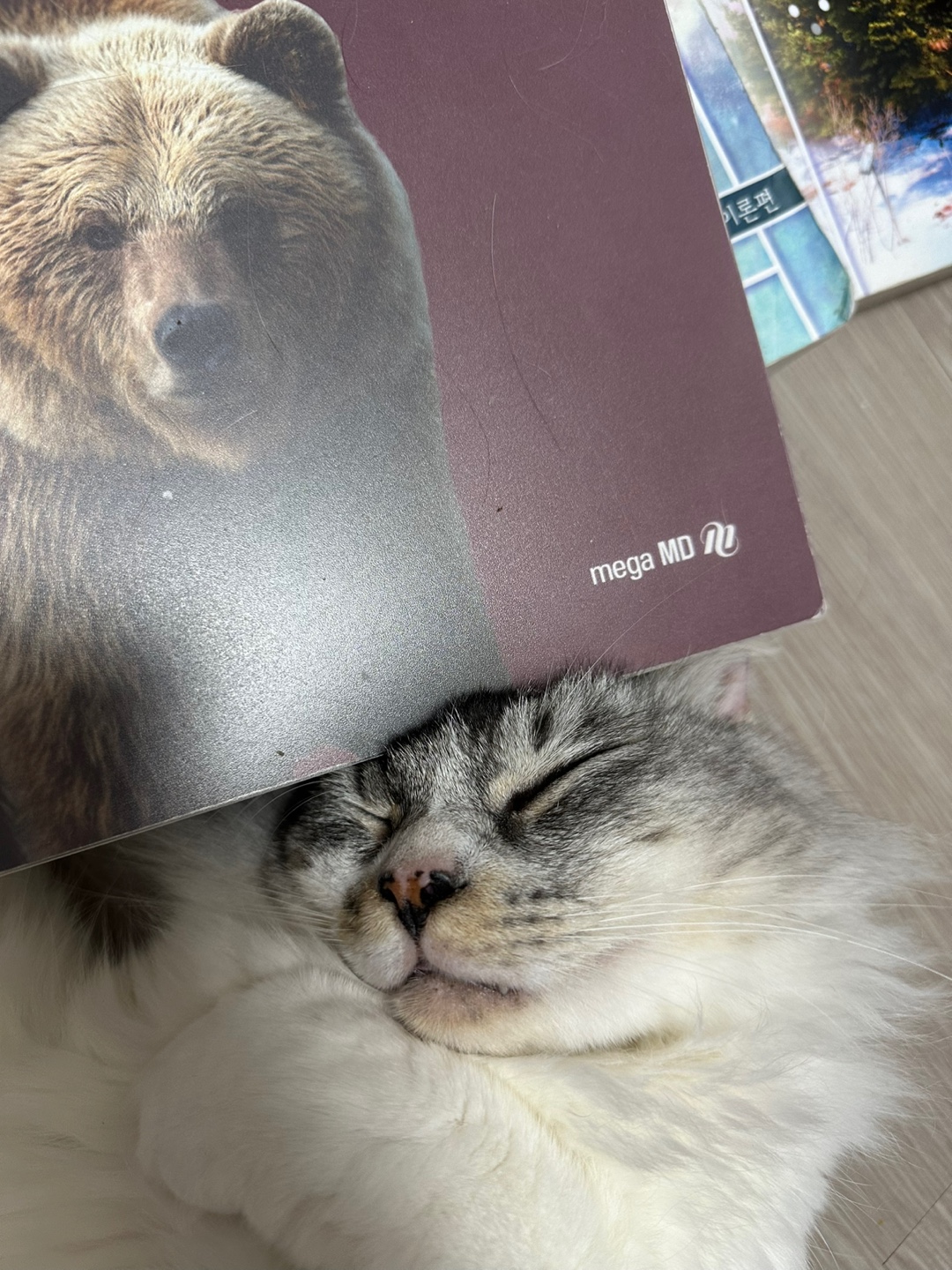 안녕하세요 율무(수미) 입양 3개월 후기입니다 