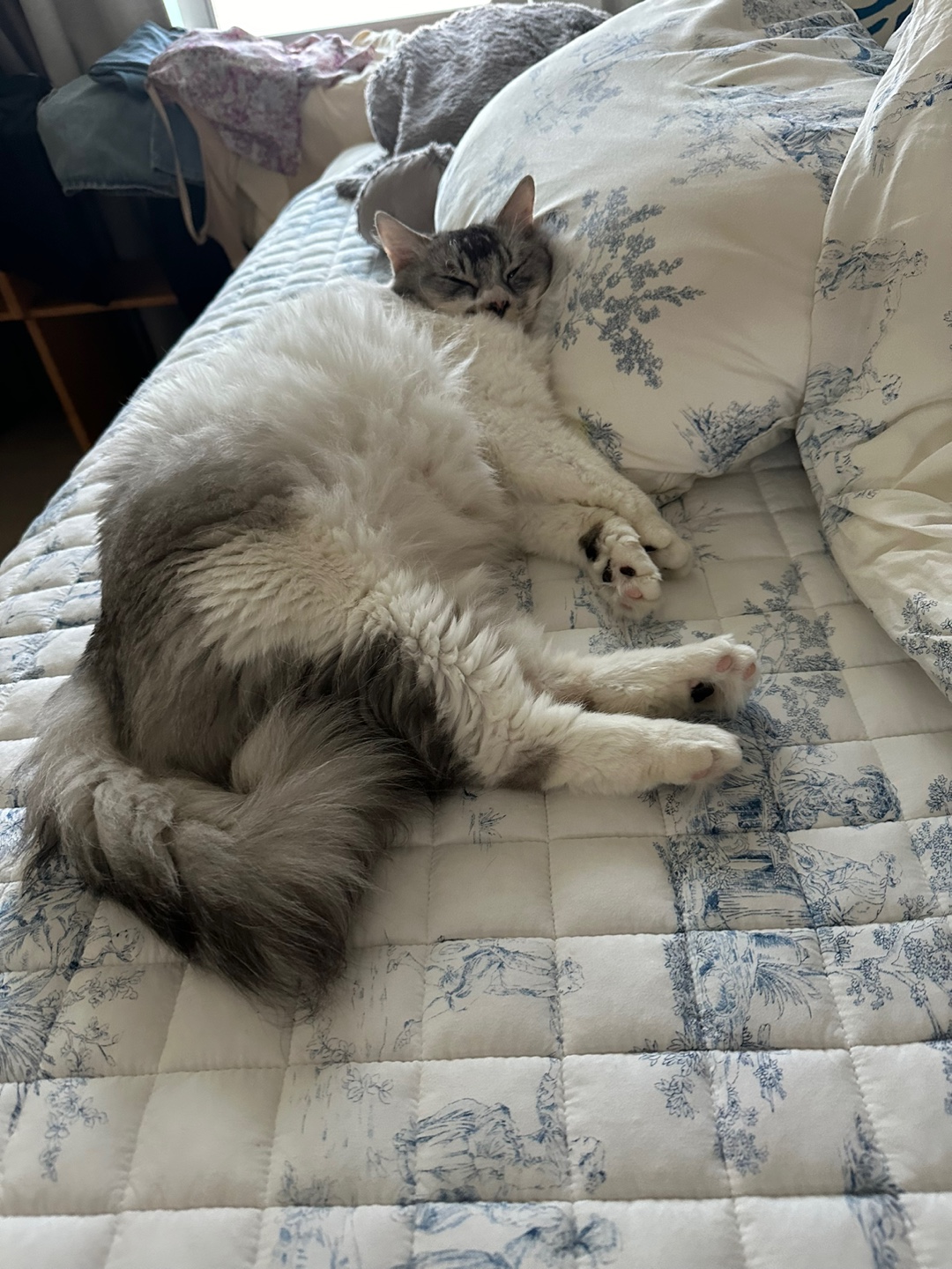 안녕하세요 율무(수미) 입양 3개월 후기입니다 