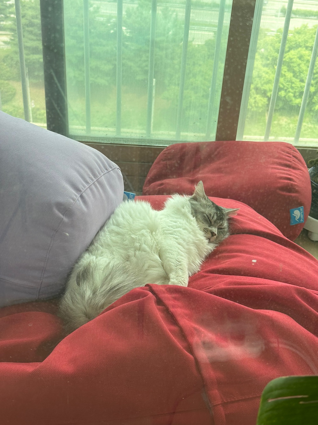 안녕하세요 율무(수미) 입양 3개월 후기입니다 