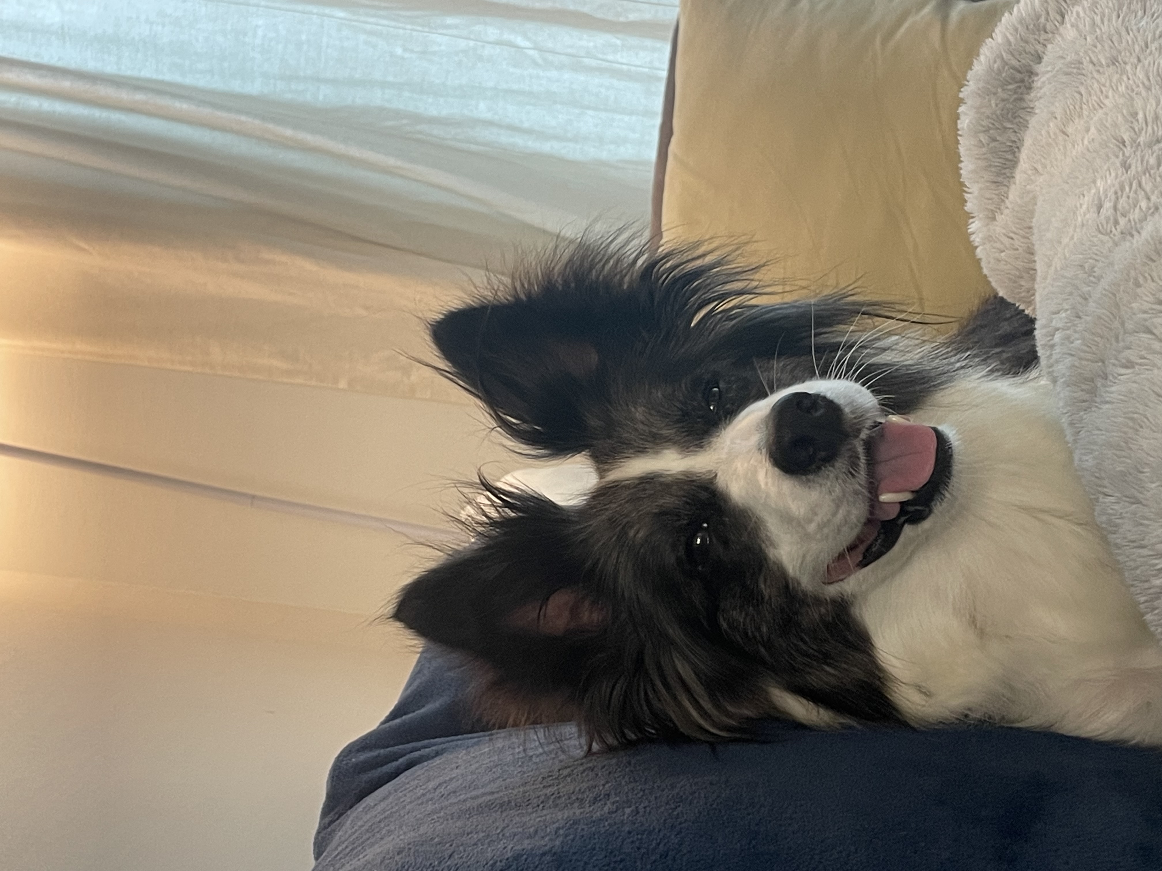 릴리안에서 밀리로 