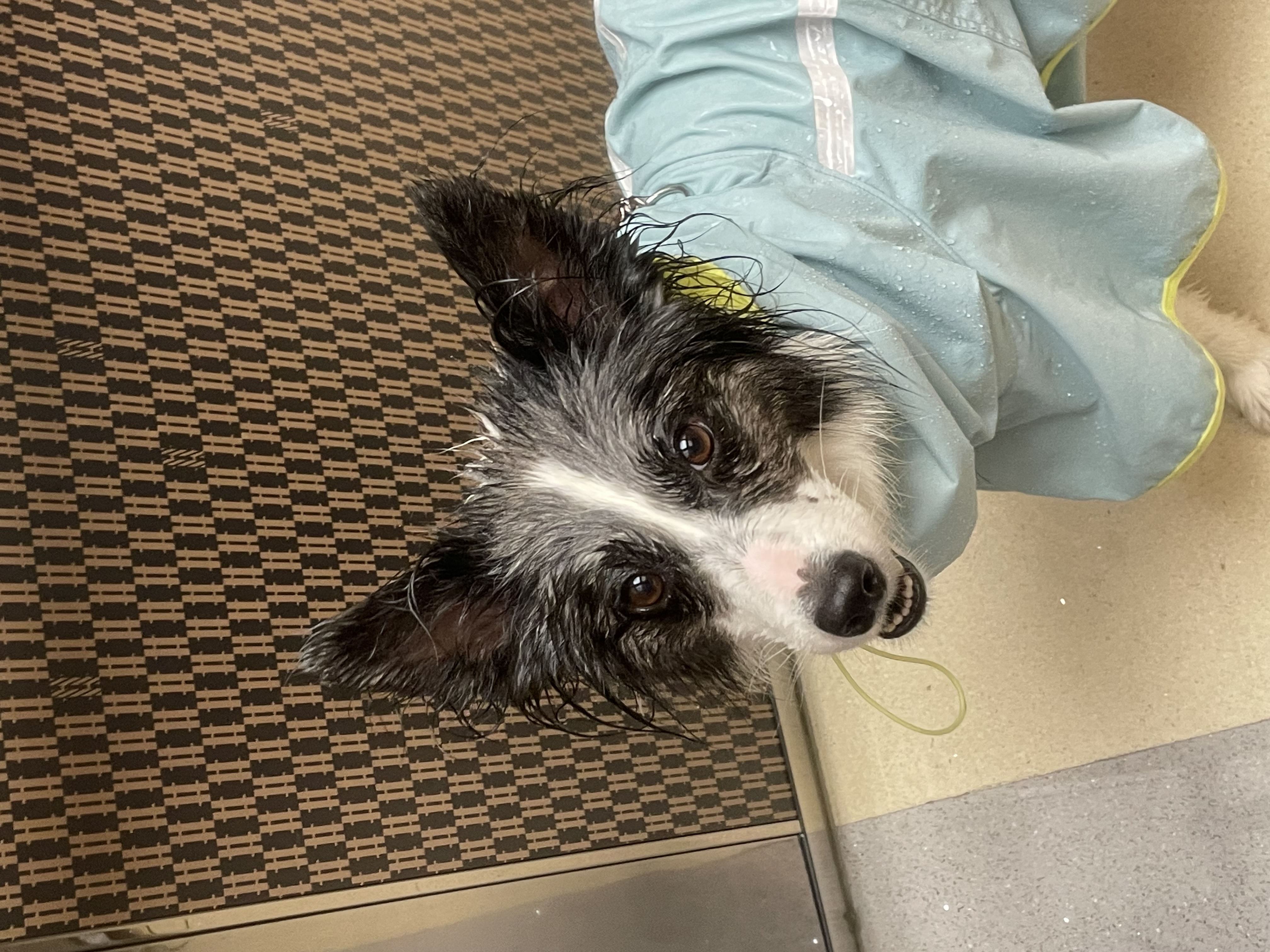 릴리안에서 밀리로 