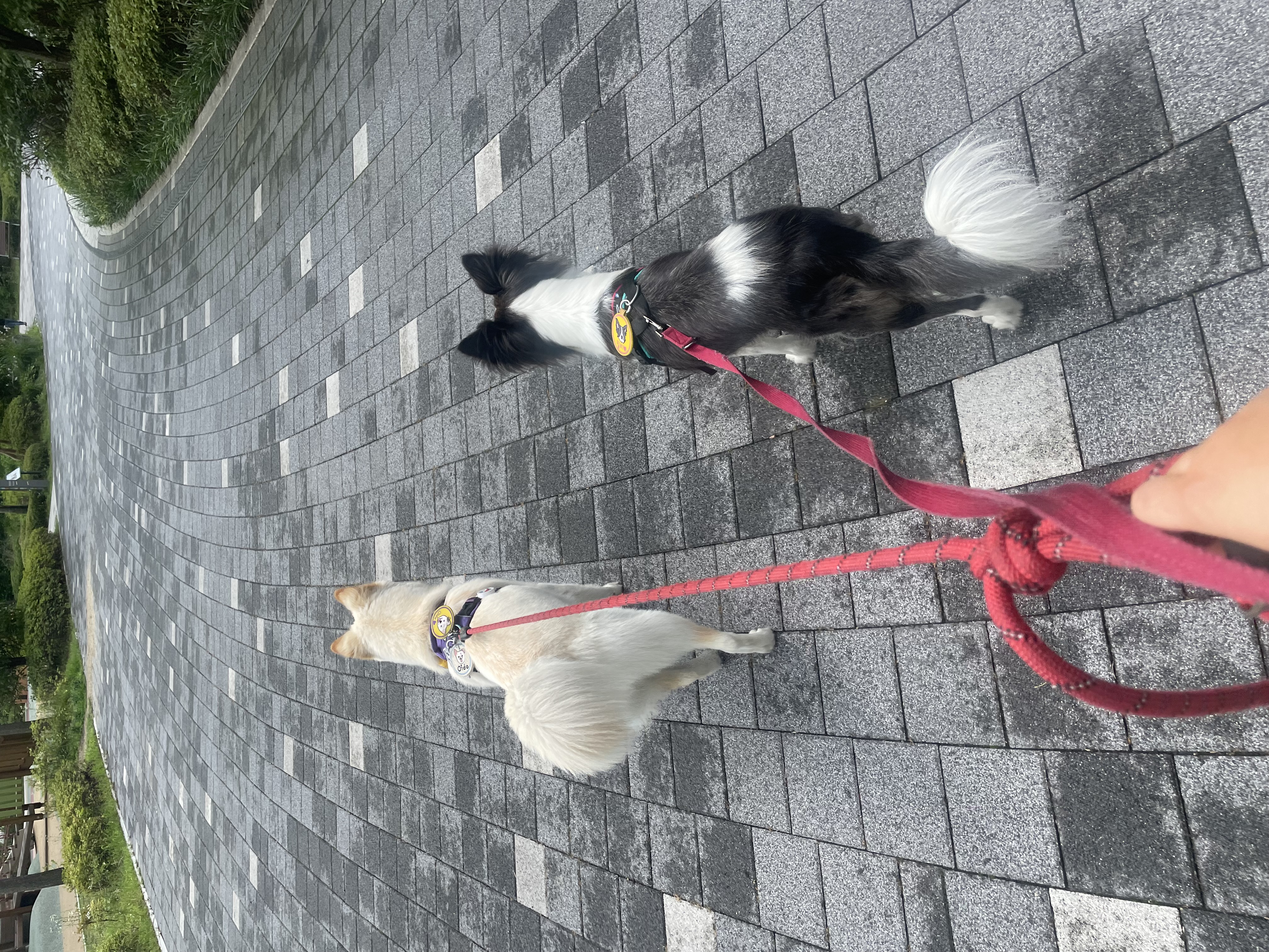 릴리안에서 밀리로 