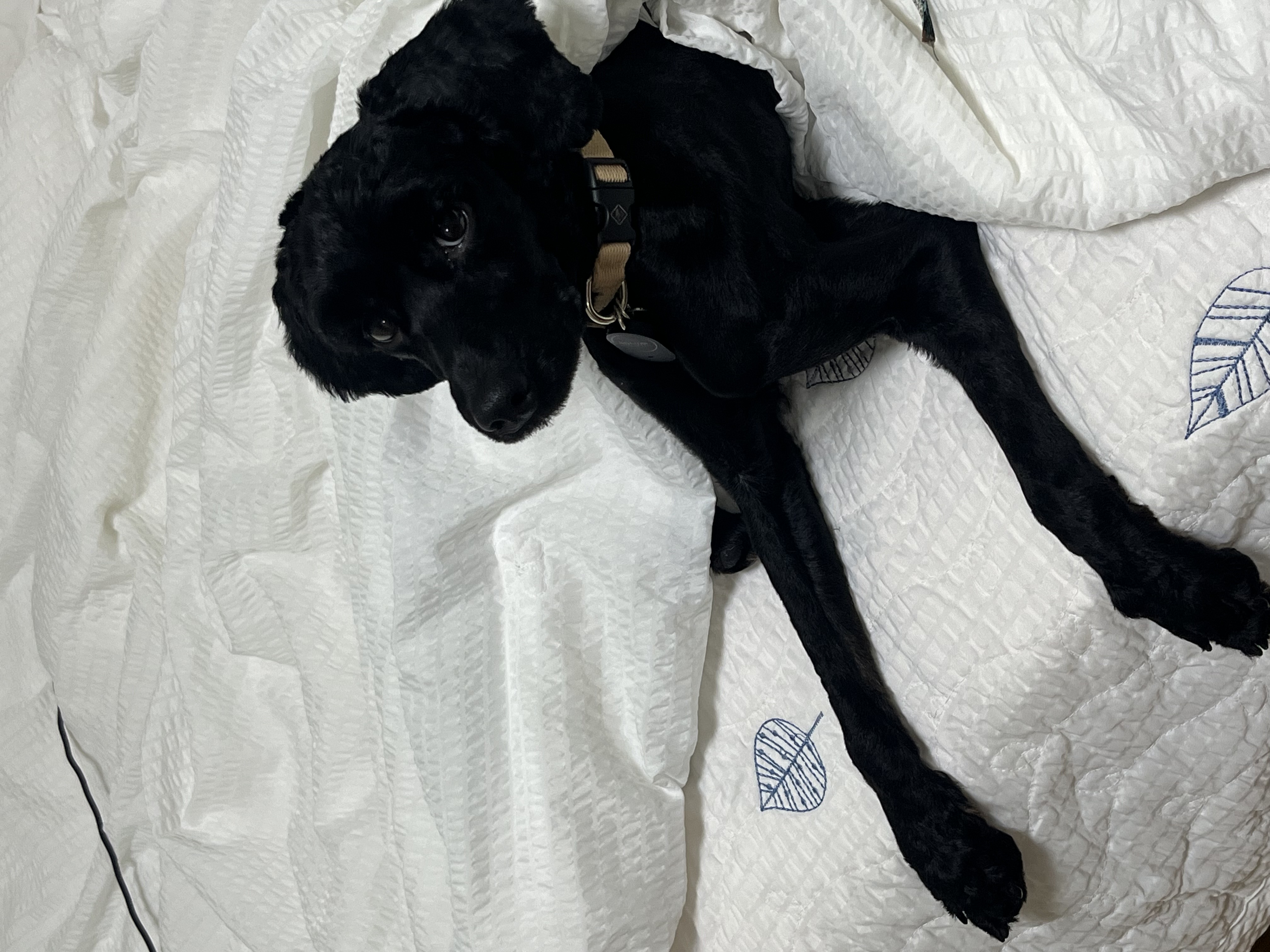 쿠스코 임보 1주차 일기