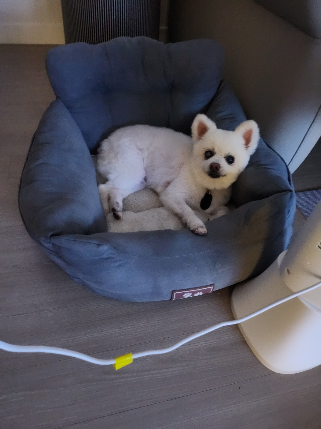 보슬이 임보 첫날