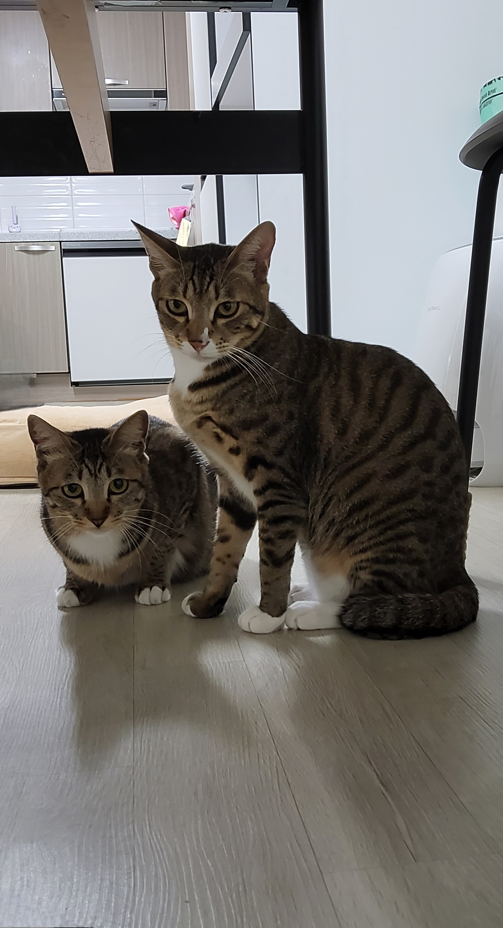 사튼 . 오튼 3개월