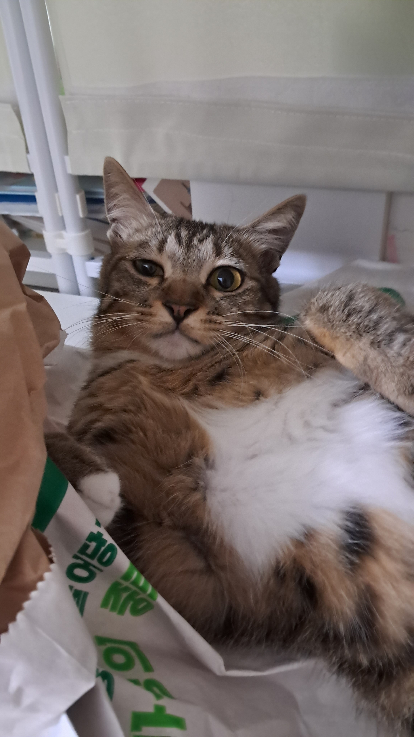 사튼 . 오튼 3개월