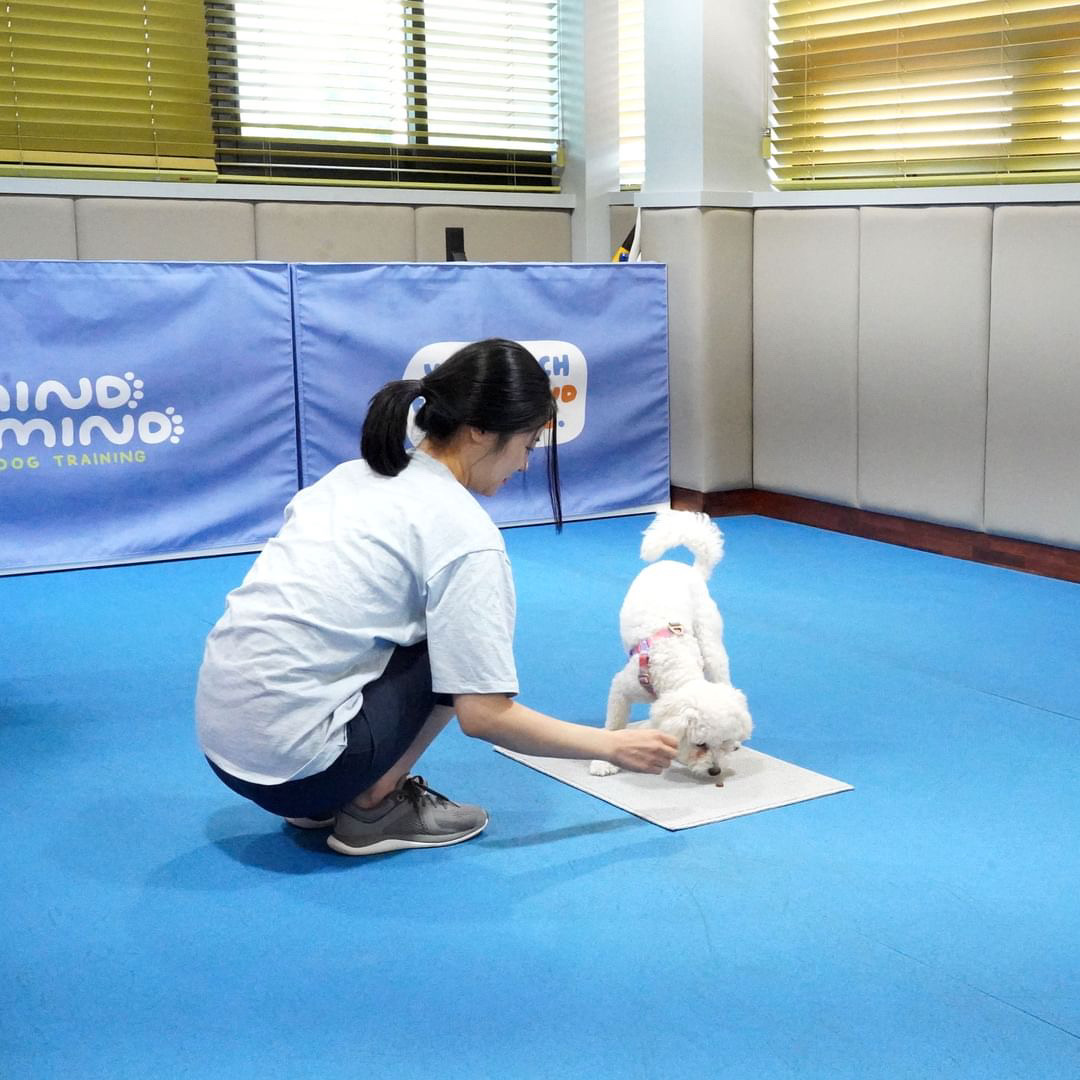 에피 입양 100일 (보령 머찌)