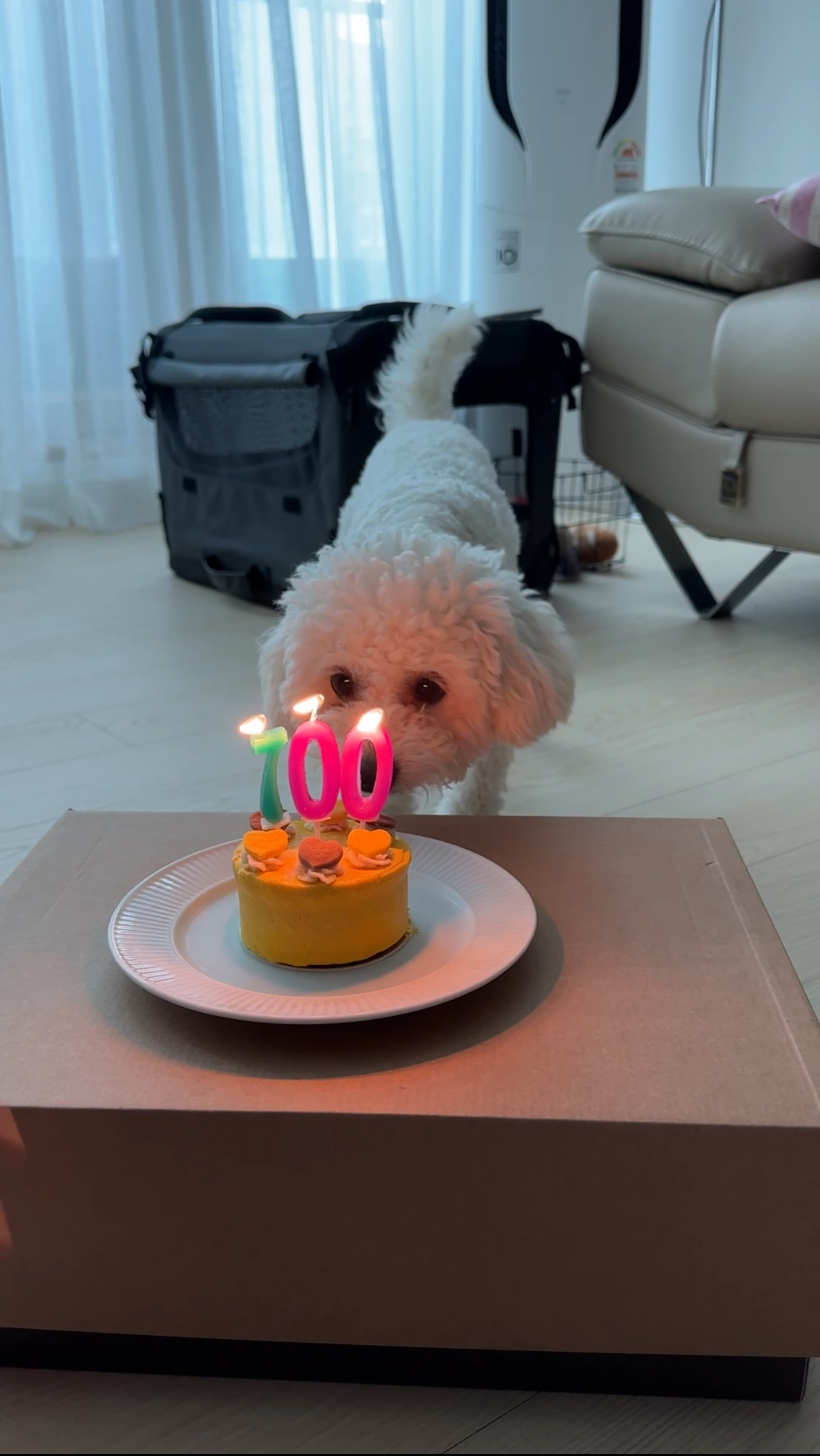 에피 입양 100일 (보령 머찌)