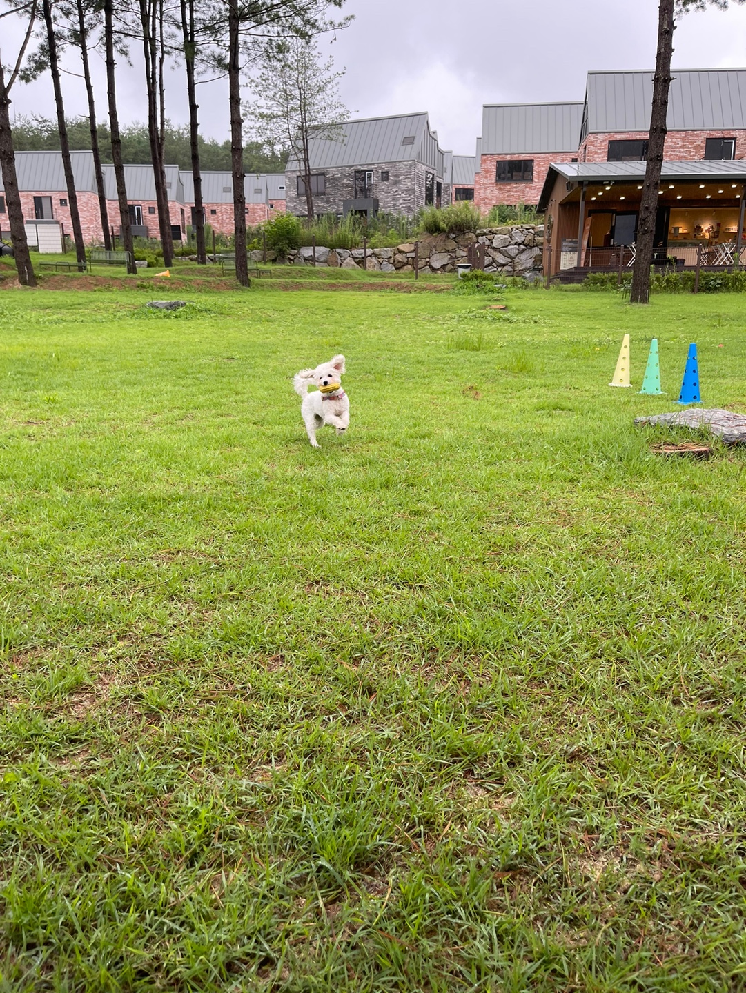 에피 입양 100일 (보령 머찌)