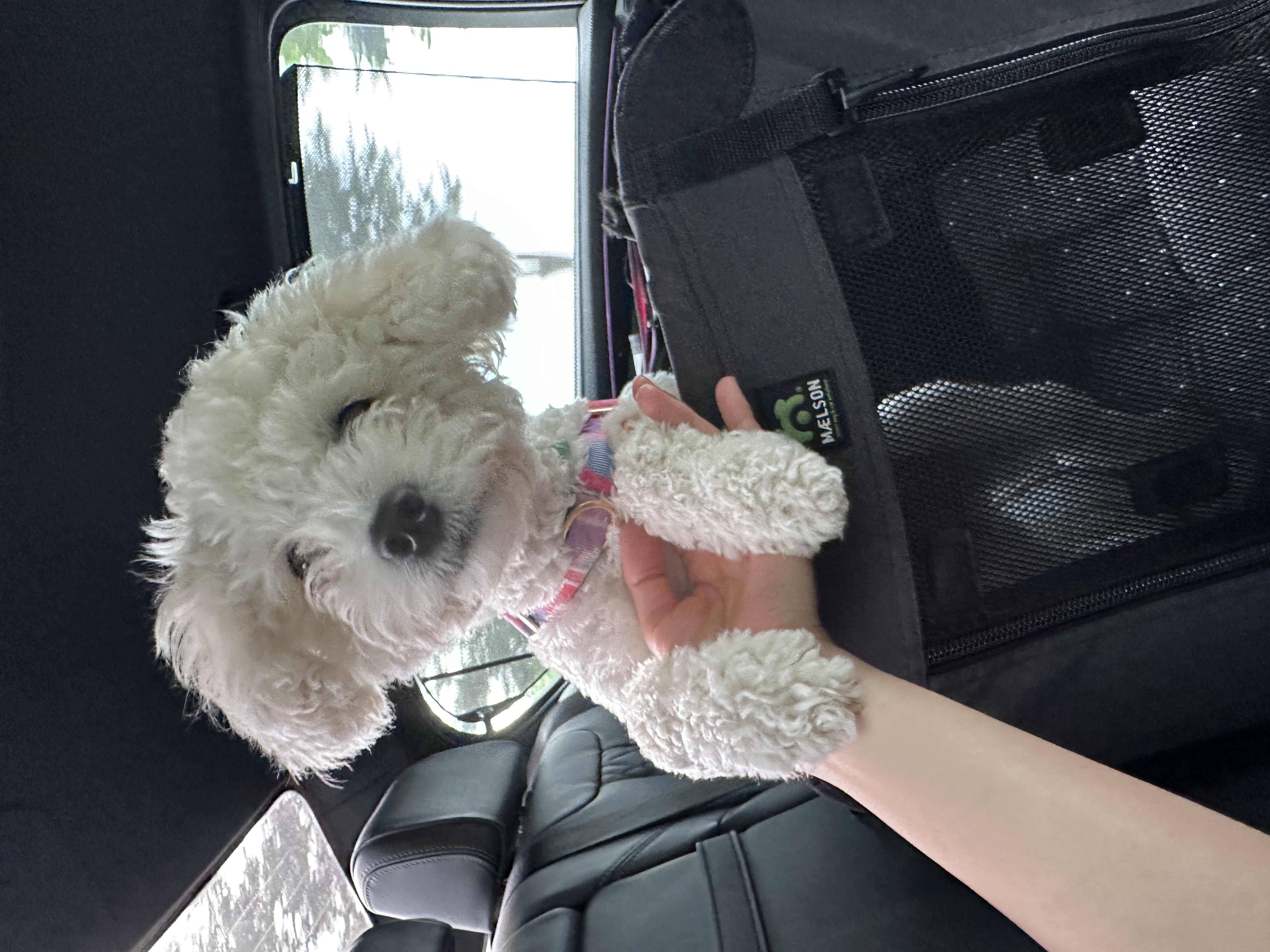 에피 입양 100일 (보령 머찌)