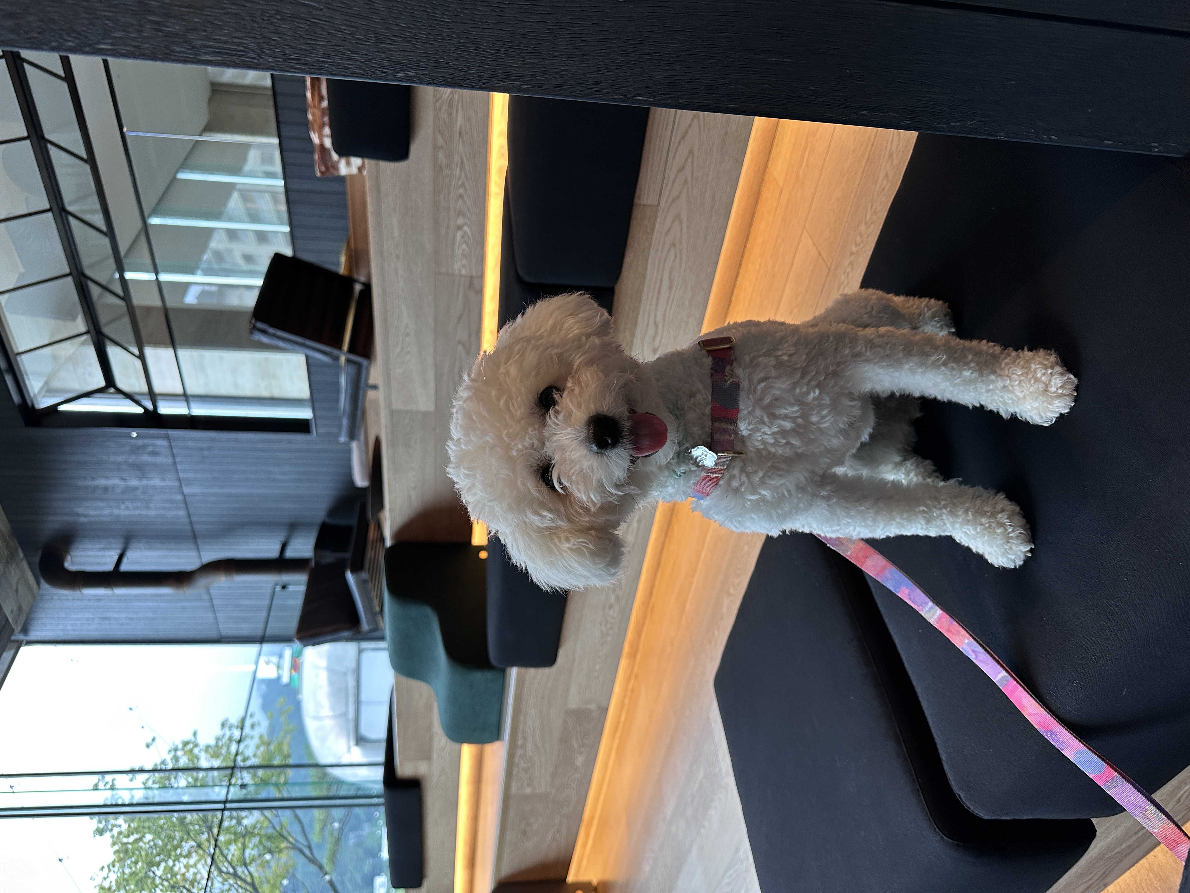 에피 입양 100일 (보령 머찌)