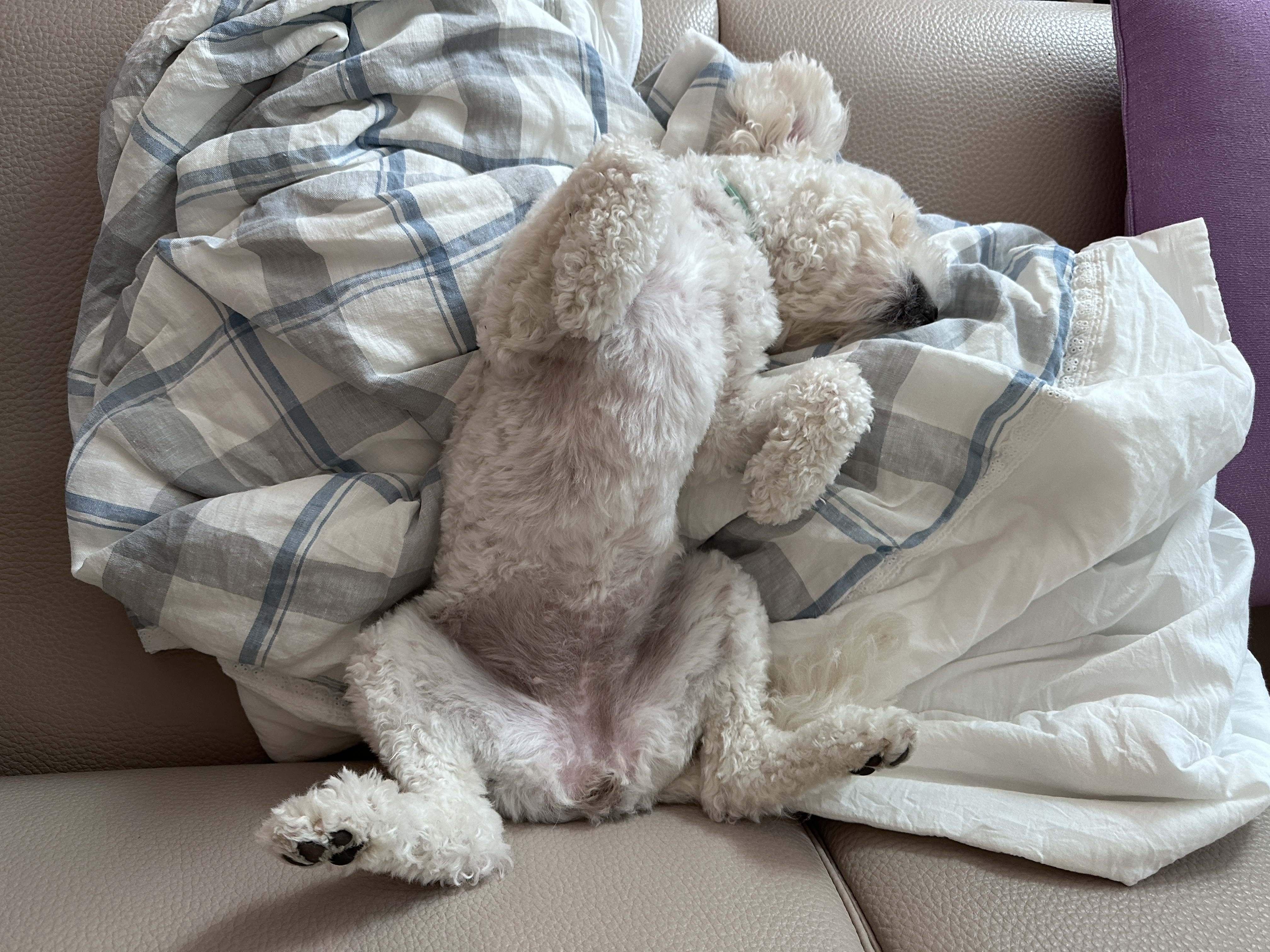 에피 입양 100일 (보령 머찌)