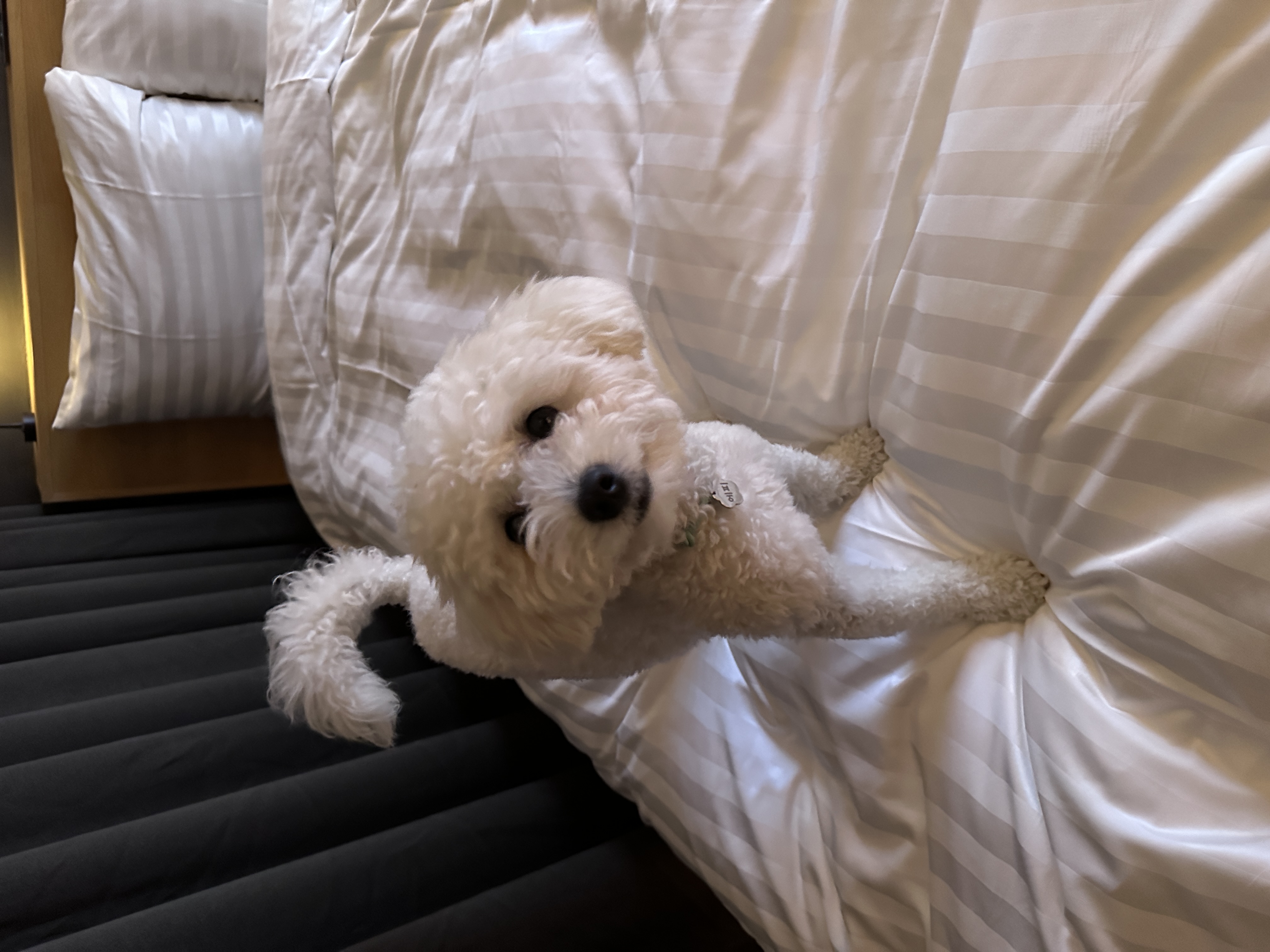 에피 입양 100일 (보령 머찌)